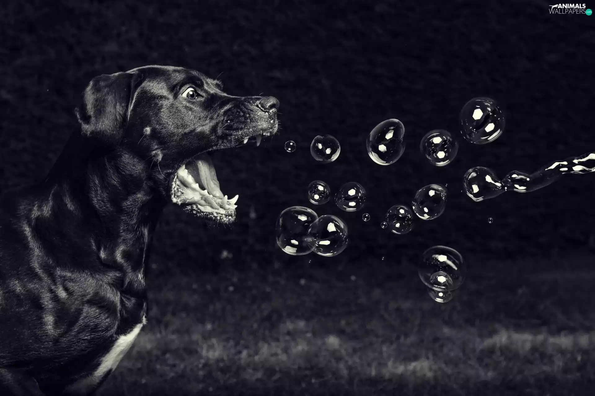 soap, dog, interesting eyes