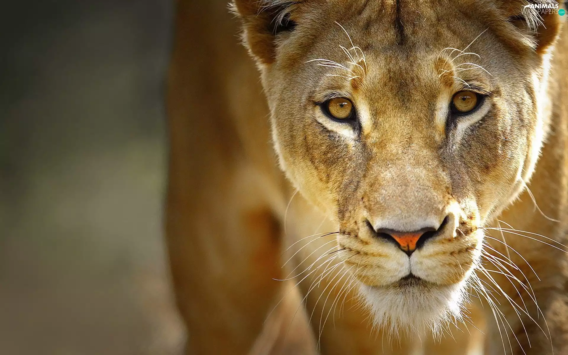 The look, Lioness, Eyes