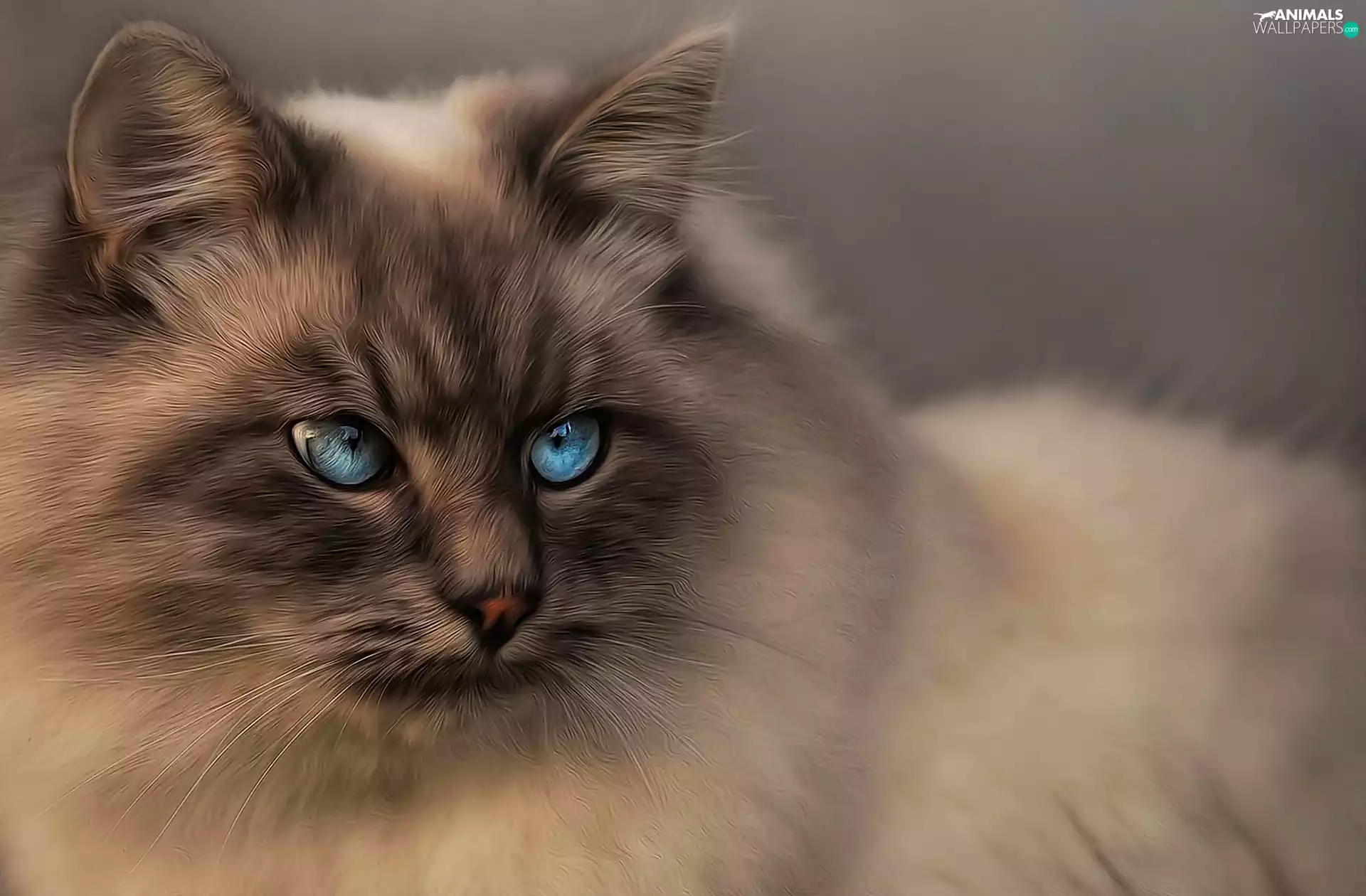 Eyes, cat, turquoise