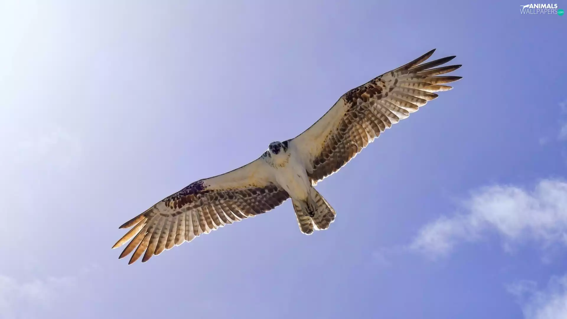 Sky, falcon, in the air