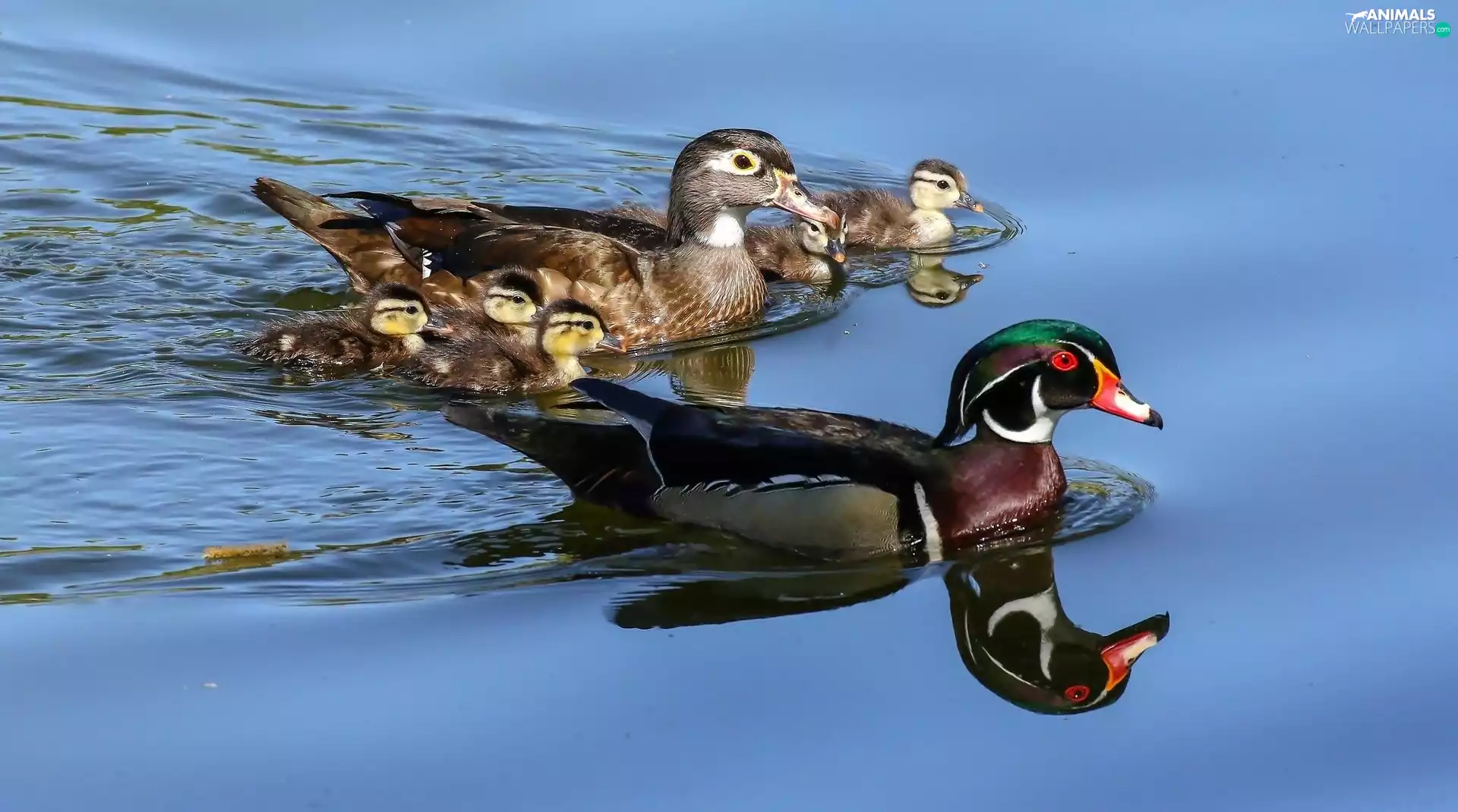 Ducklings, Pond - car, Family, young, Duck