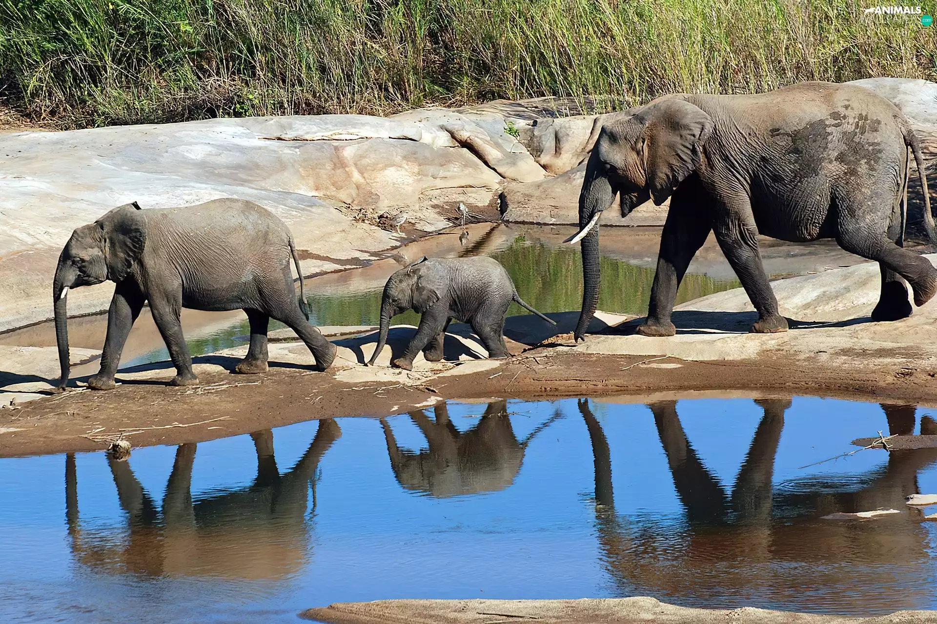Elephants, water, grass, Family