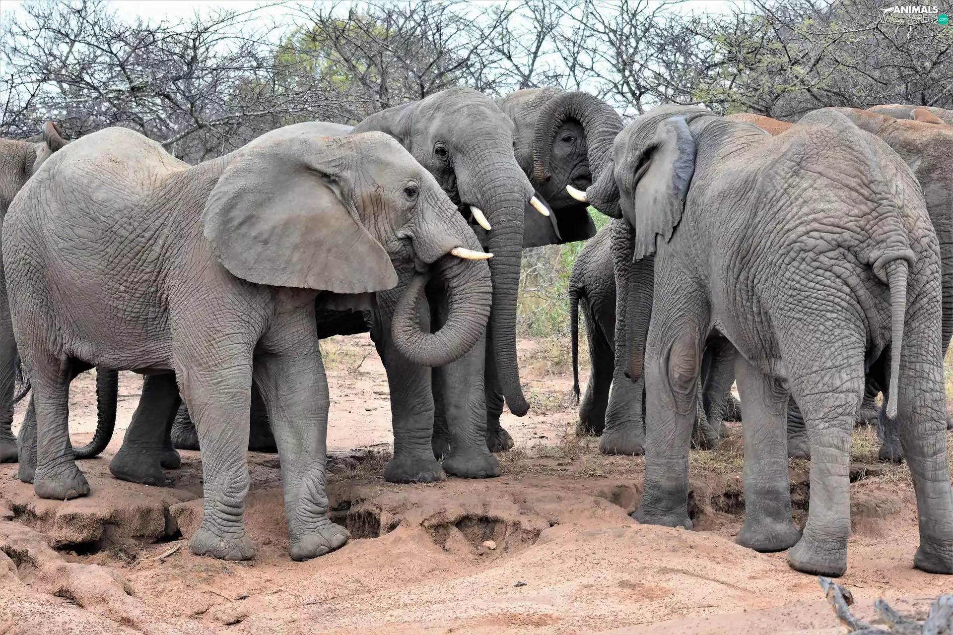 Elephants, trees, viewes, Family