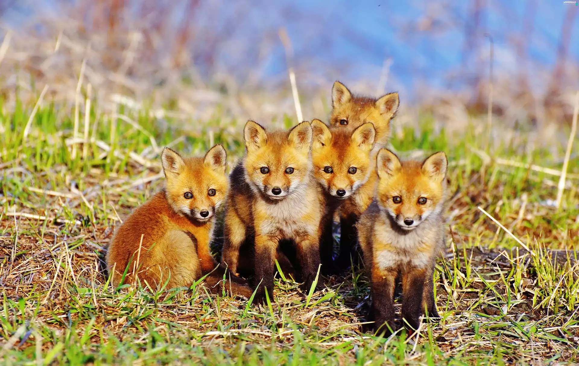 Family, foxes