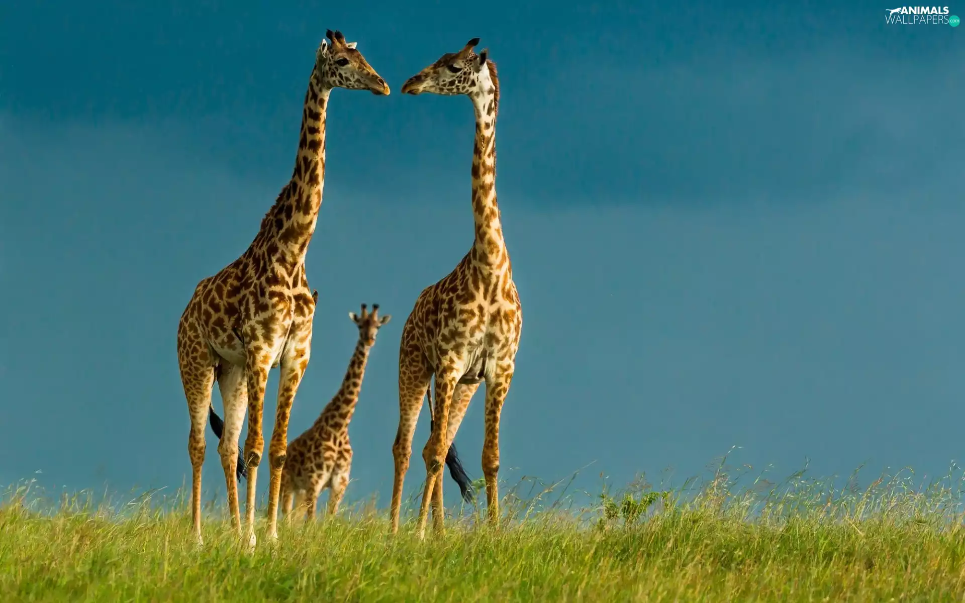 giraffe, savanna, Africa, Family