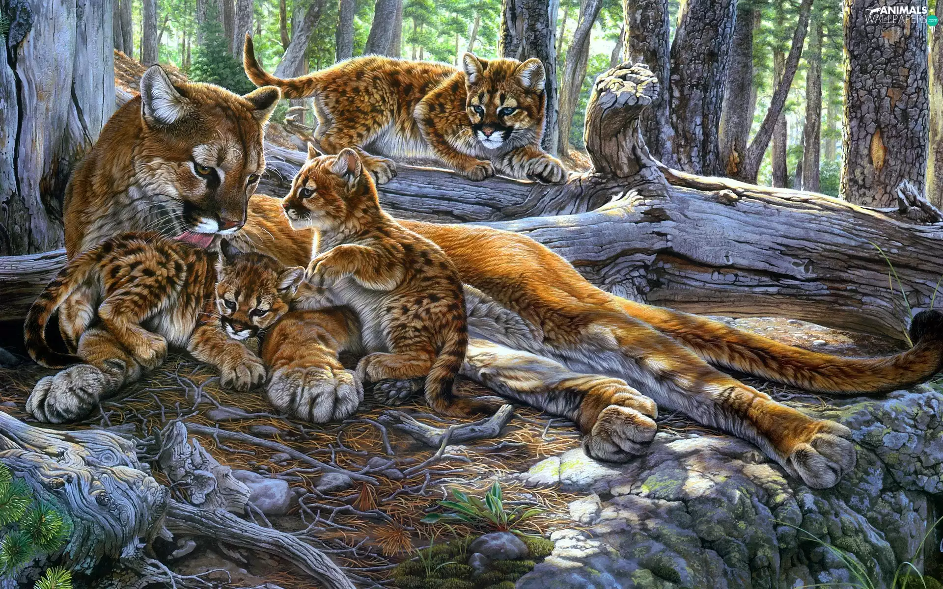 trees, viewes, graphics, trunk, young, forest, Puma, Family