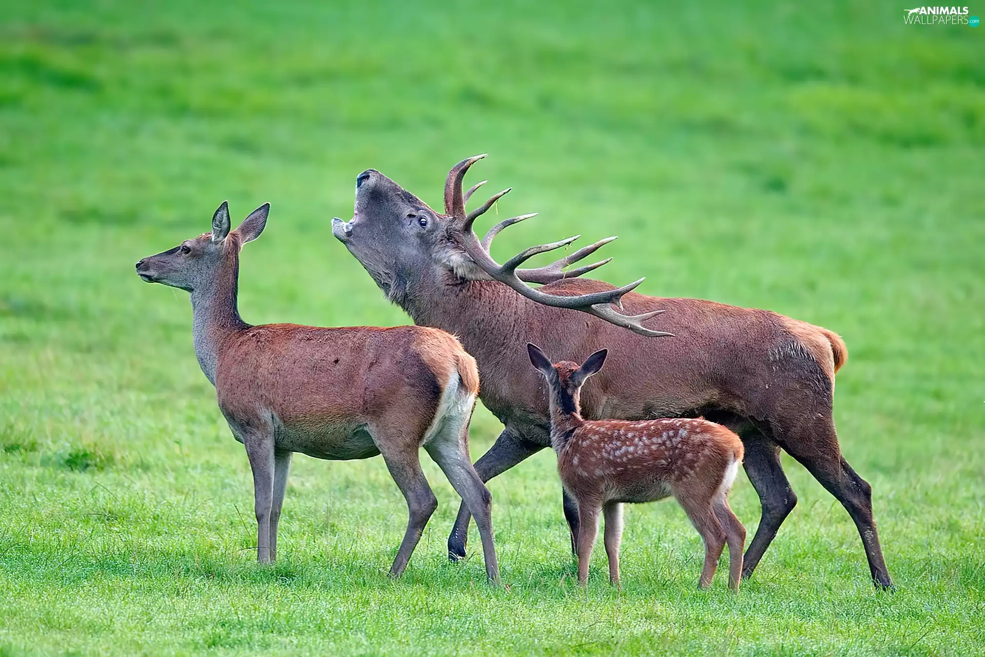 Family, Deer, grass