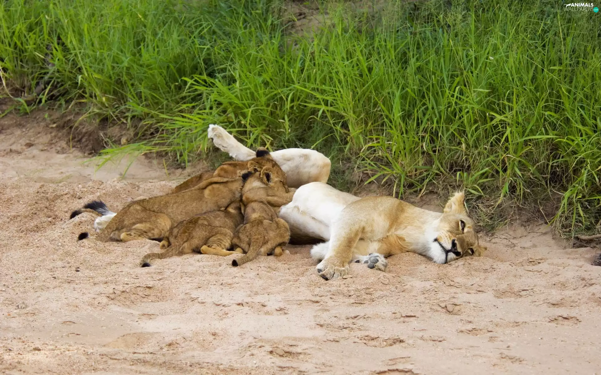 Family, Sleeping, lions