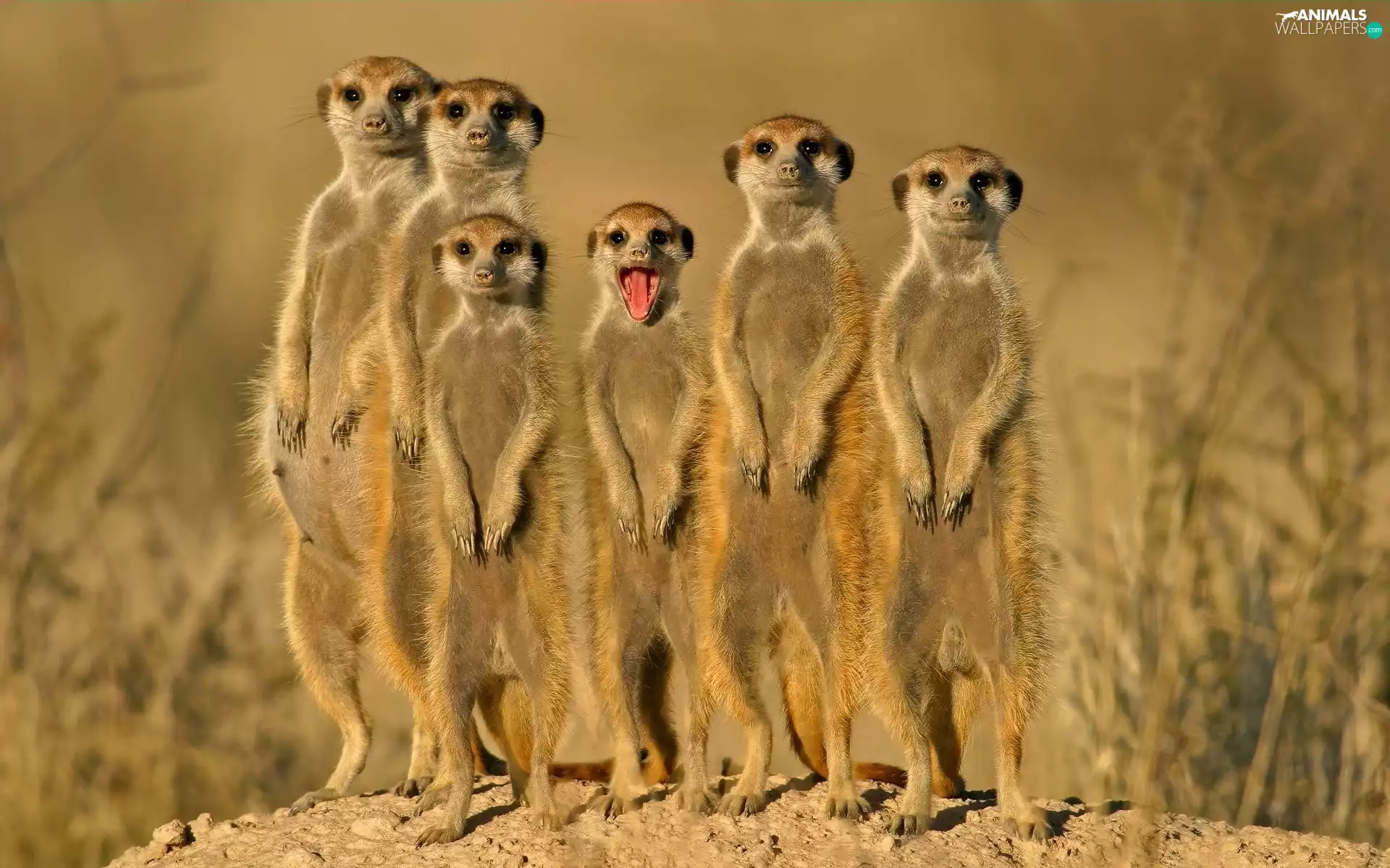 Family, meerkats