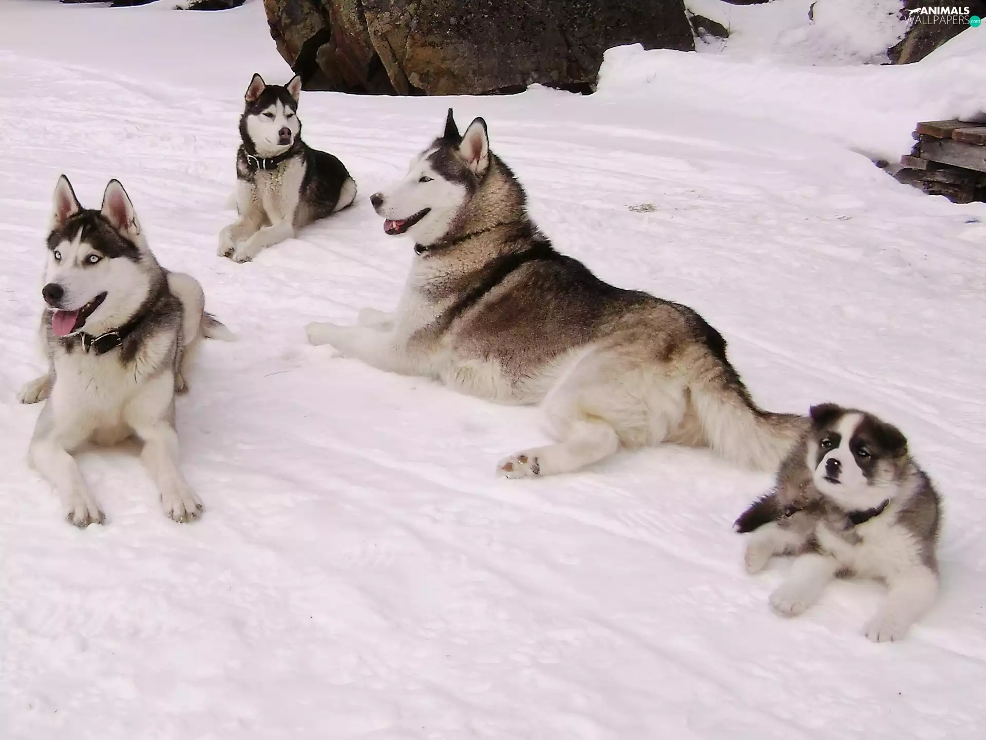 Siberian Husky, Dogs, Family