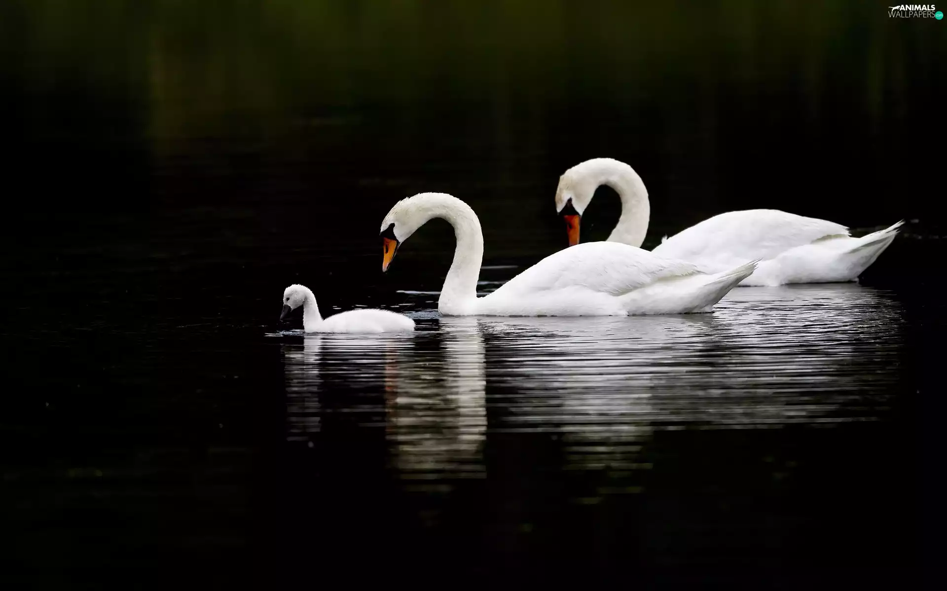 Family, swanlike