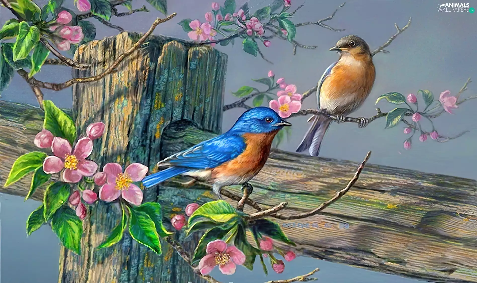 Blue, Two cars, Fance, Flowers, birds, russet