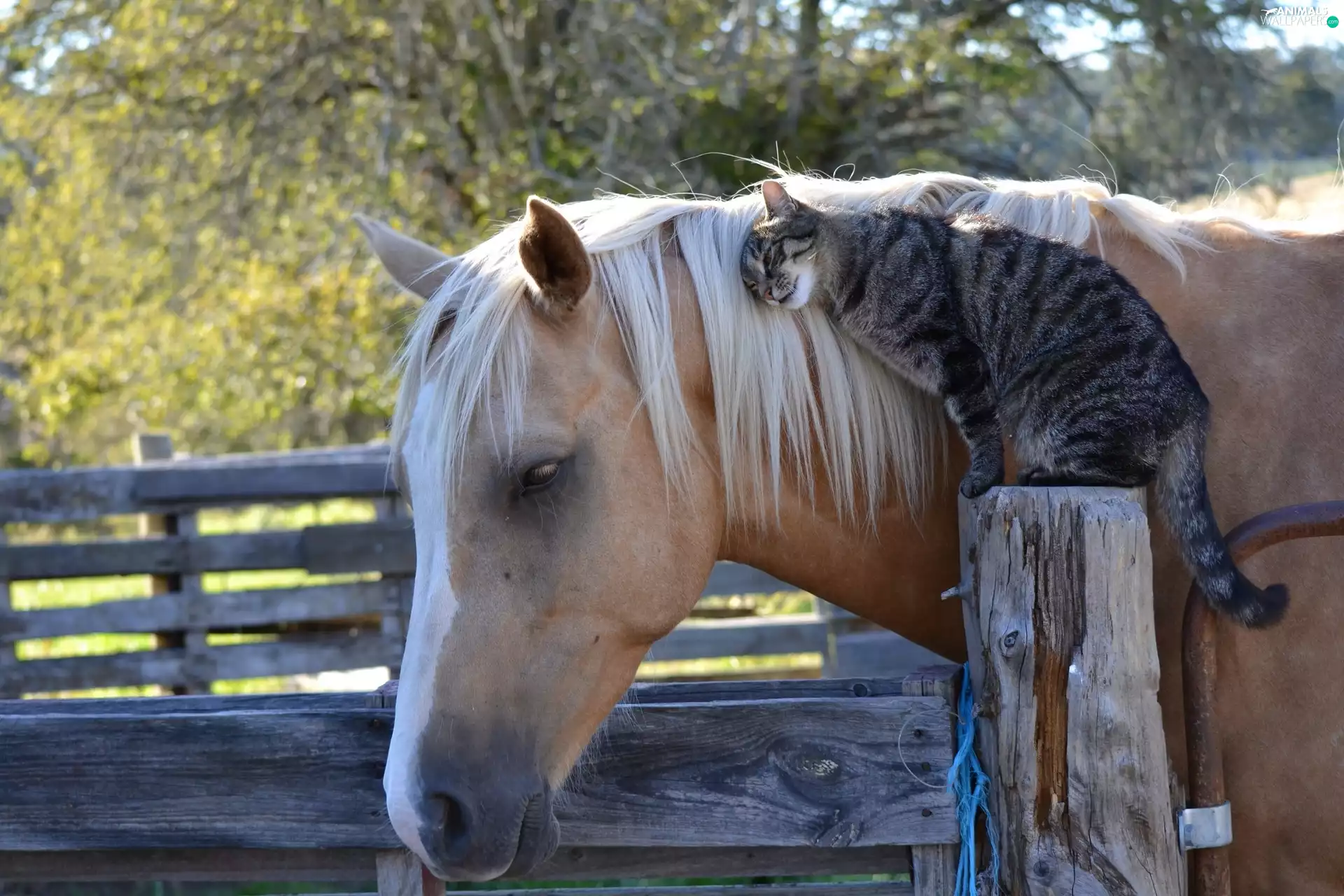 Fance, Horse, cat