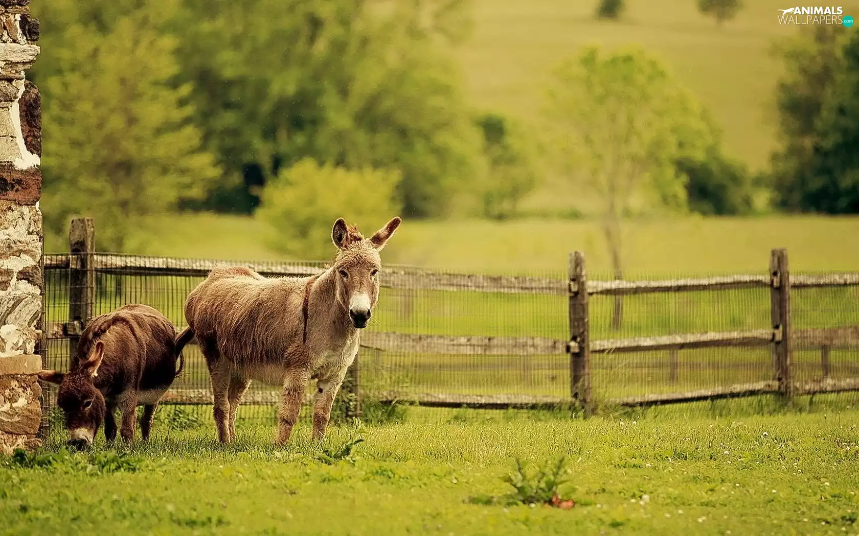 Fance, donkeys, fence