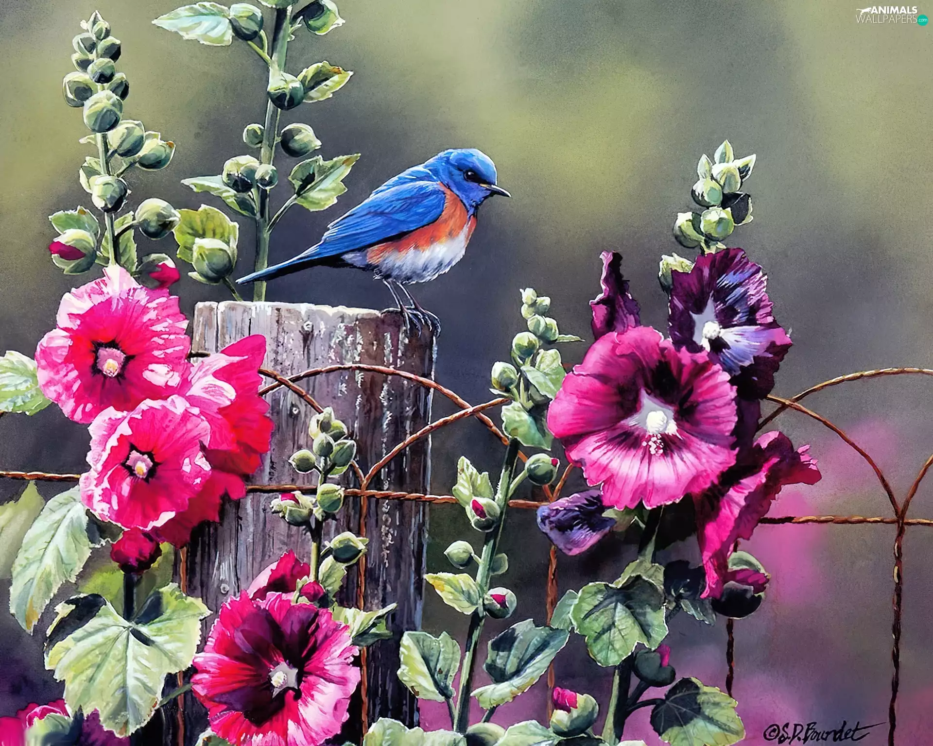 Bird, Fance, Hollyhocks, color, Flowers
