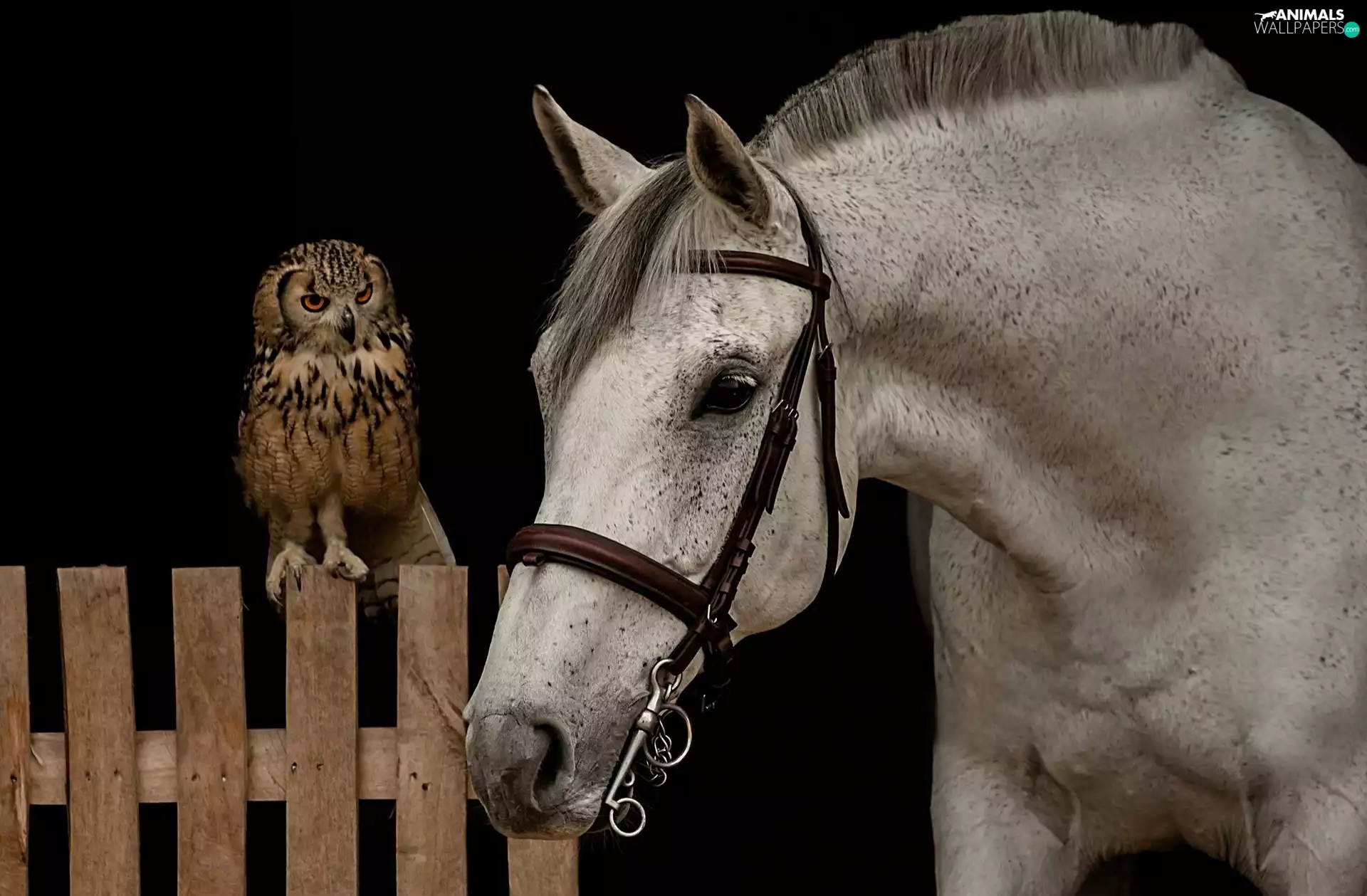 wooden, Fance, Horse, owl, gray