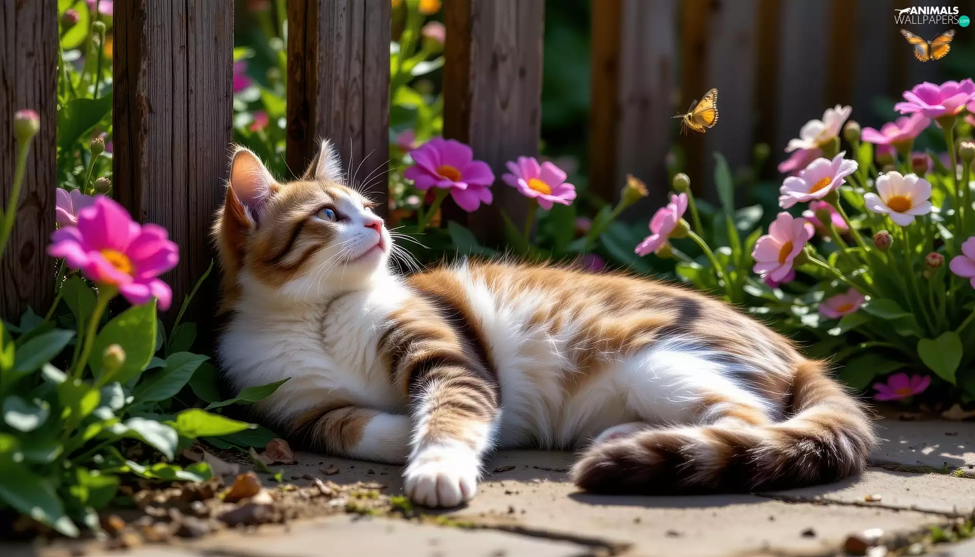 Red-white, lying, Fance, Ai, Flowers, cat