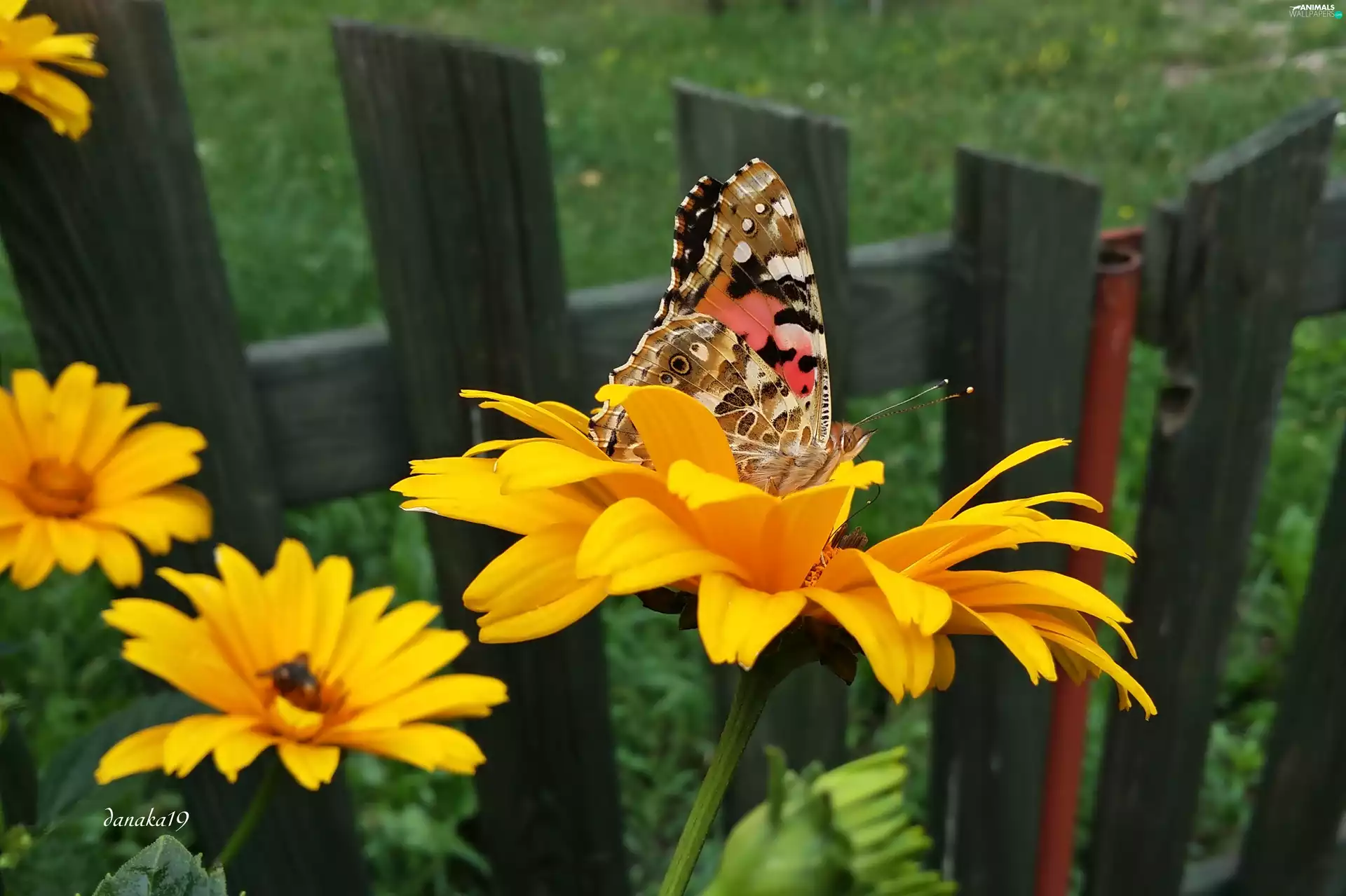 butterfly, Sunflower, Cardui, Fance, undine, Rough