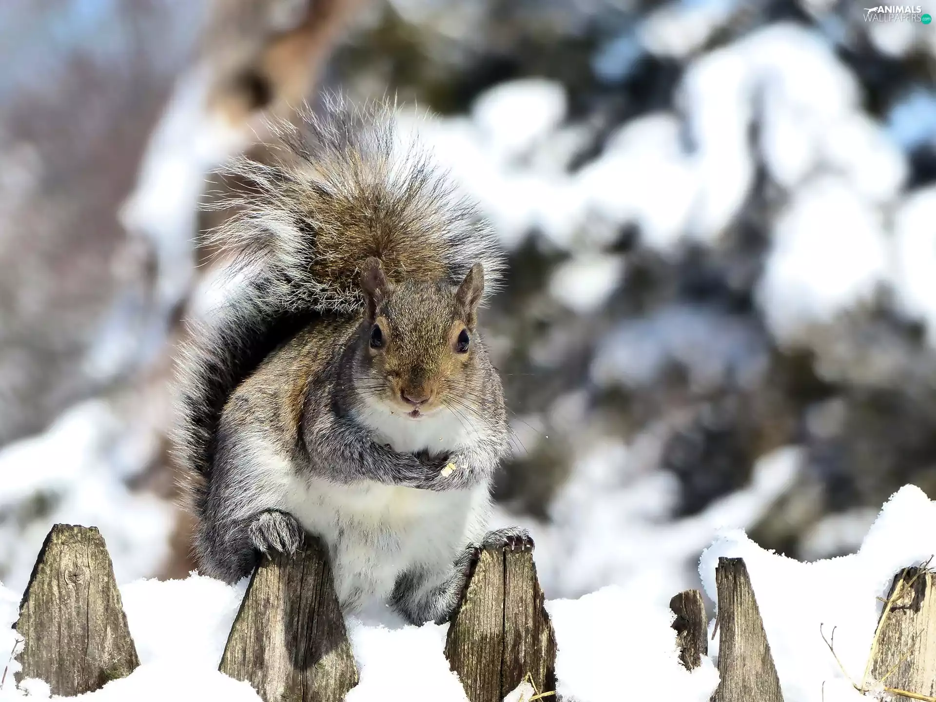 Fance, winter, squirrel