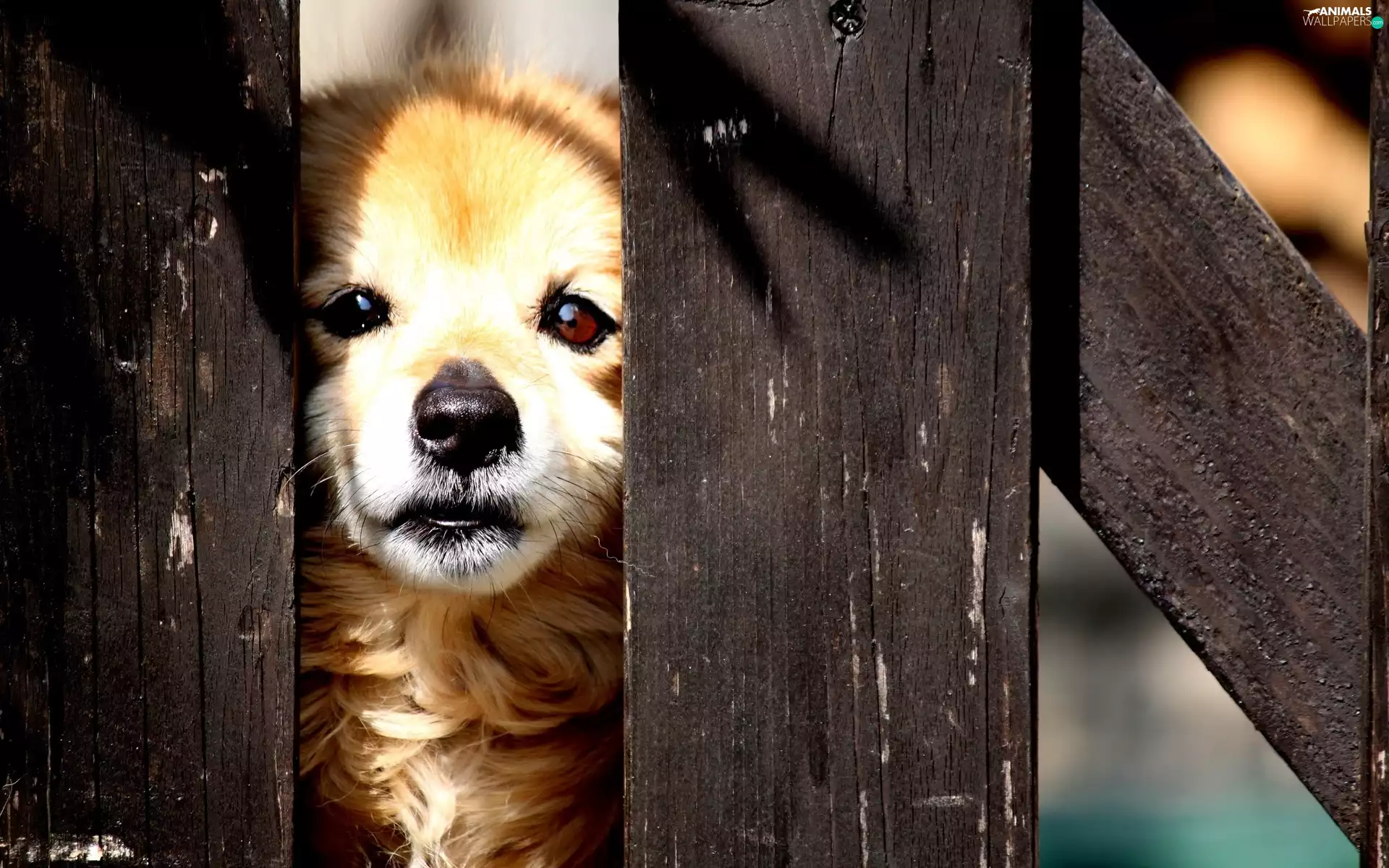 Fance, doggy, wooden