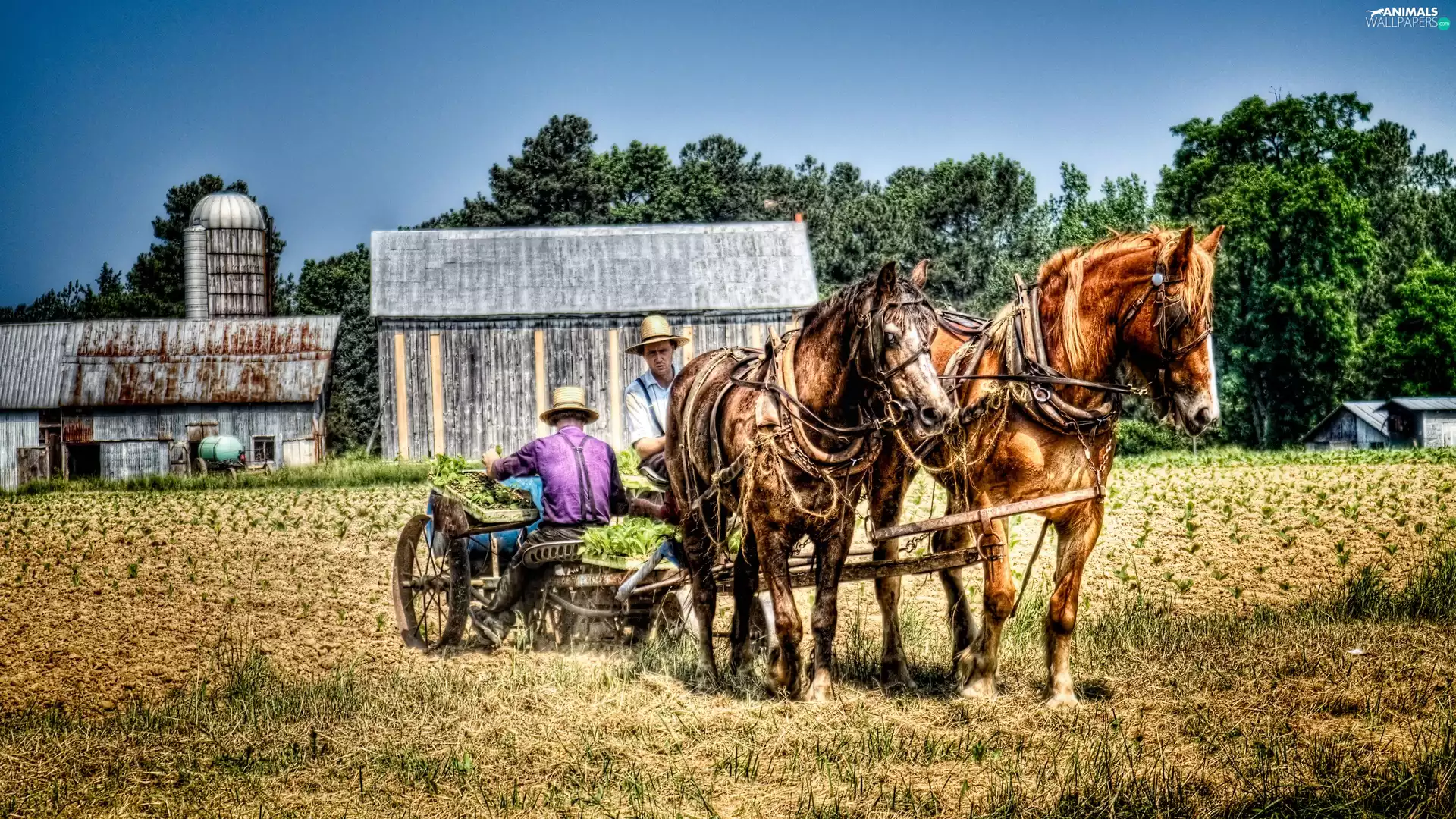 bloodstock, plantation, tobacco, farm
