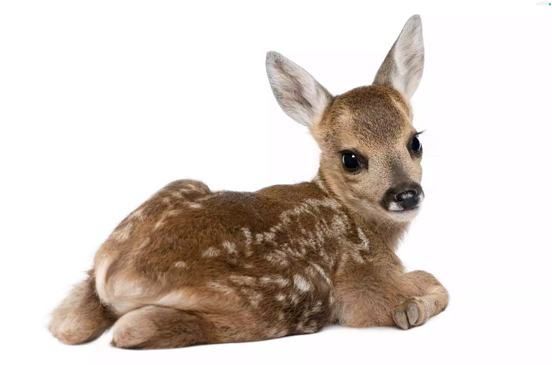 fawn