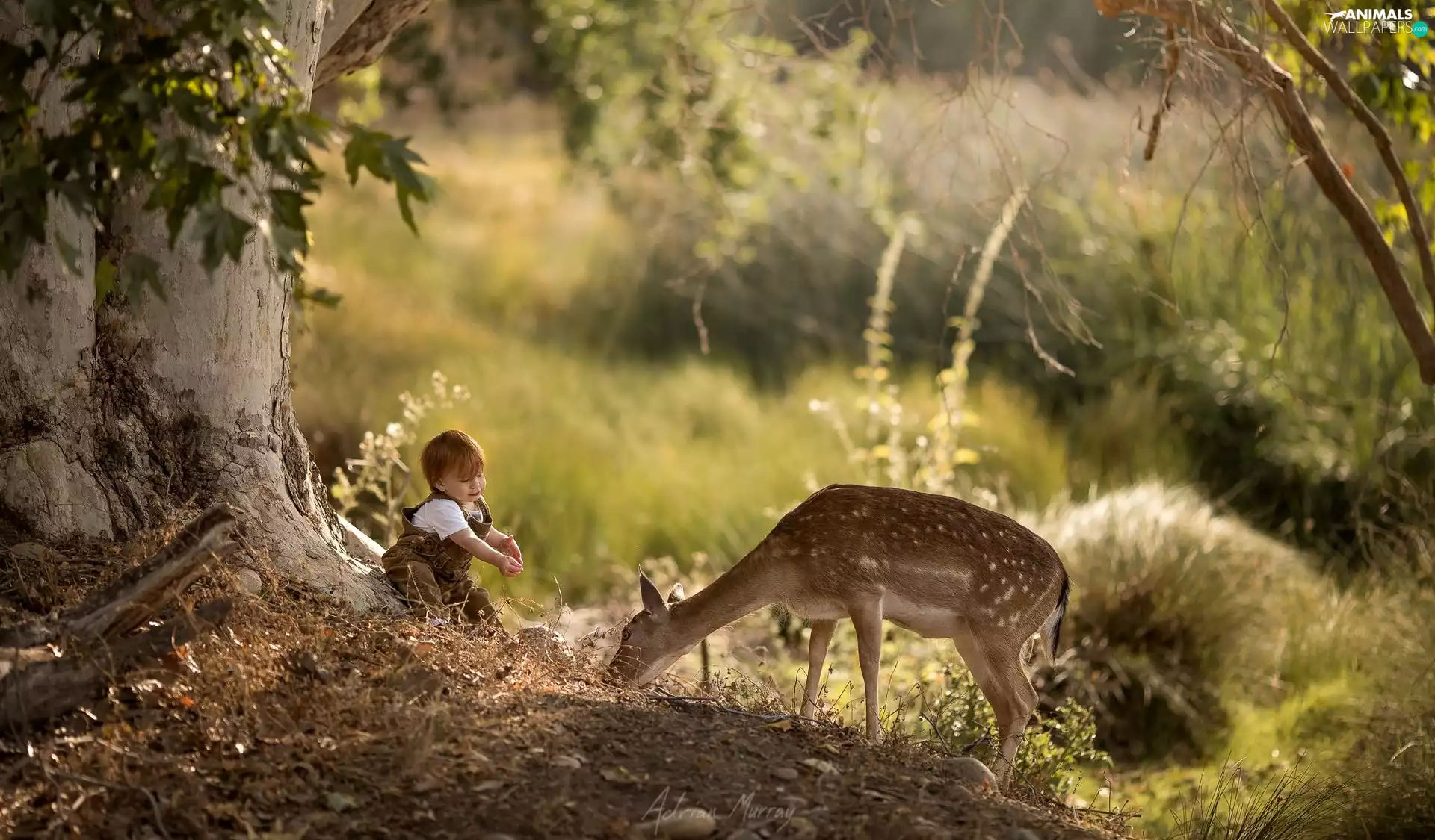Fallow Deer, Kid, fawn