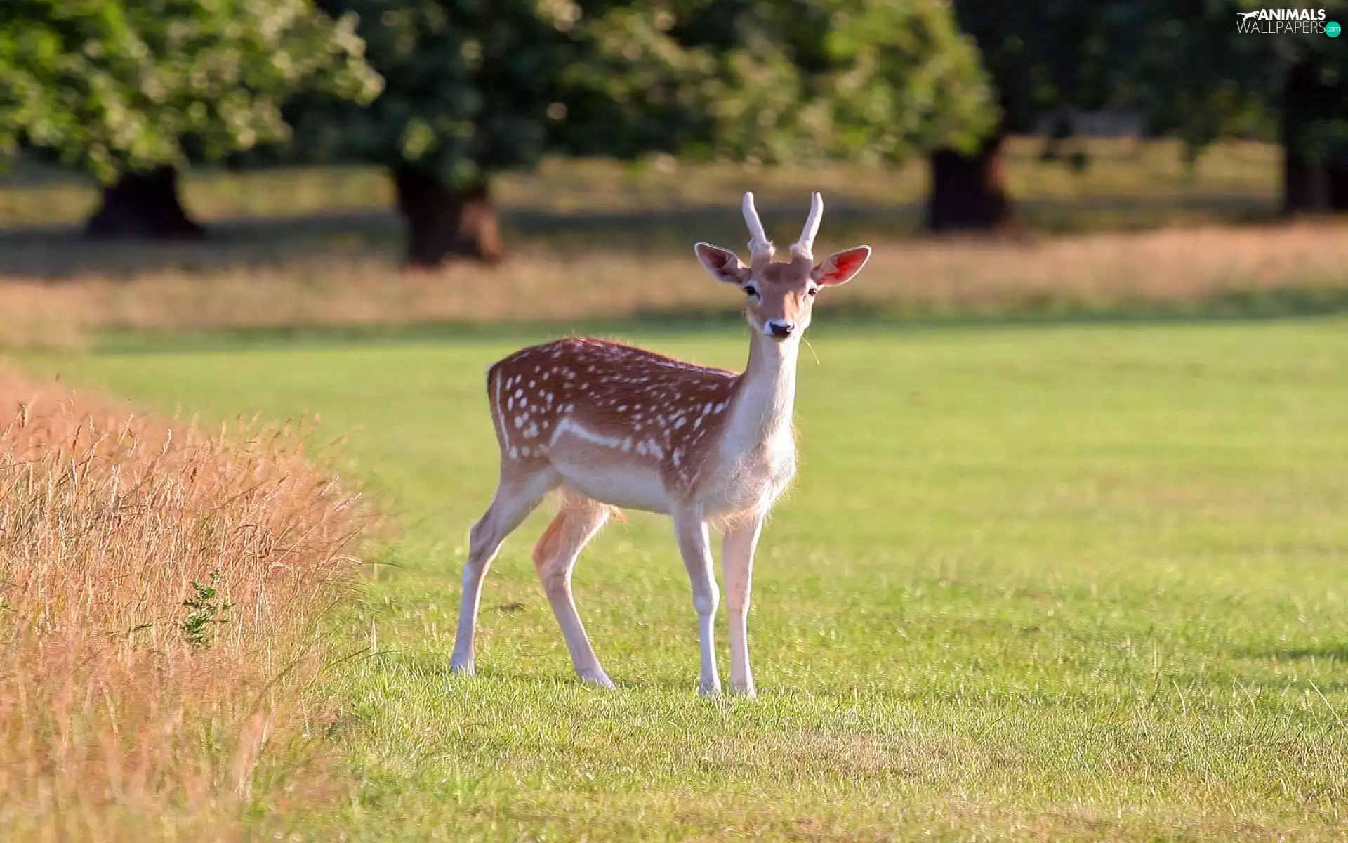 fawn, grass