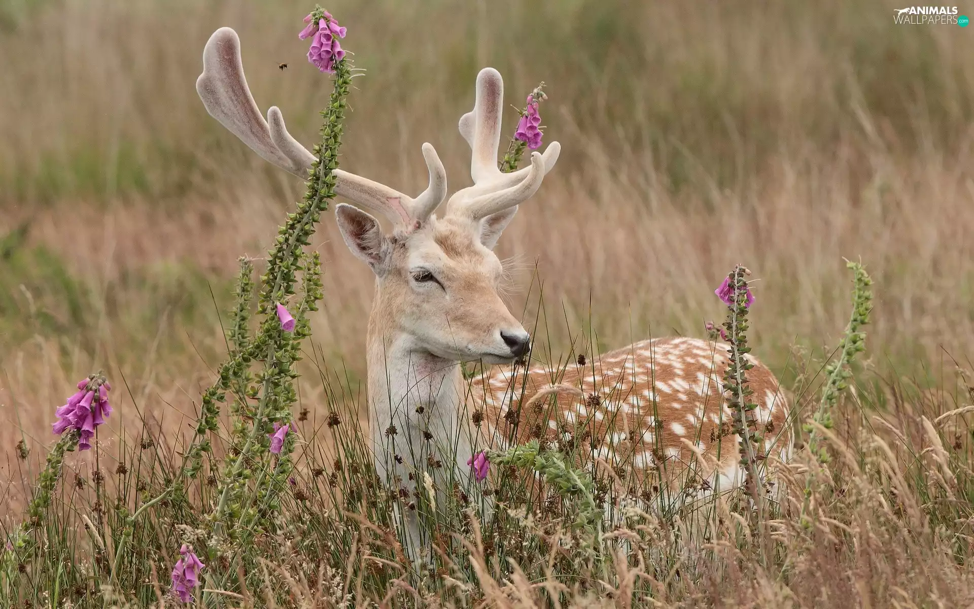 fawn, Meadow