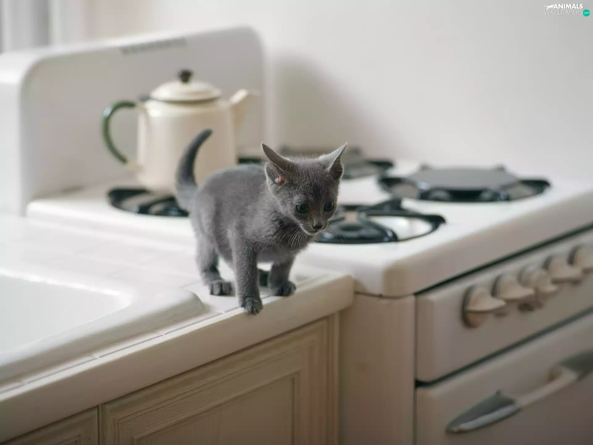 fear, kitten, Kitchen