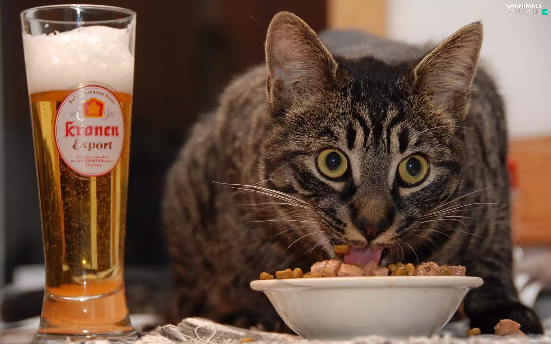 Cat, Beer, food, feast