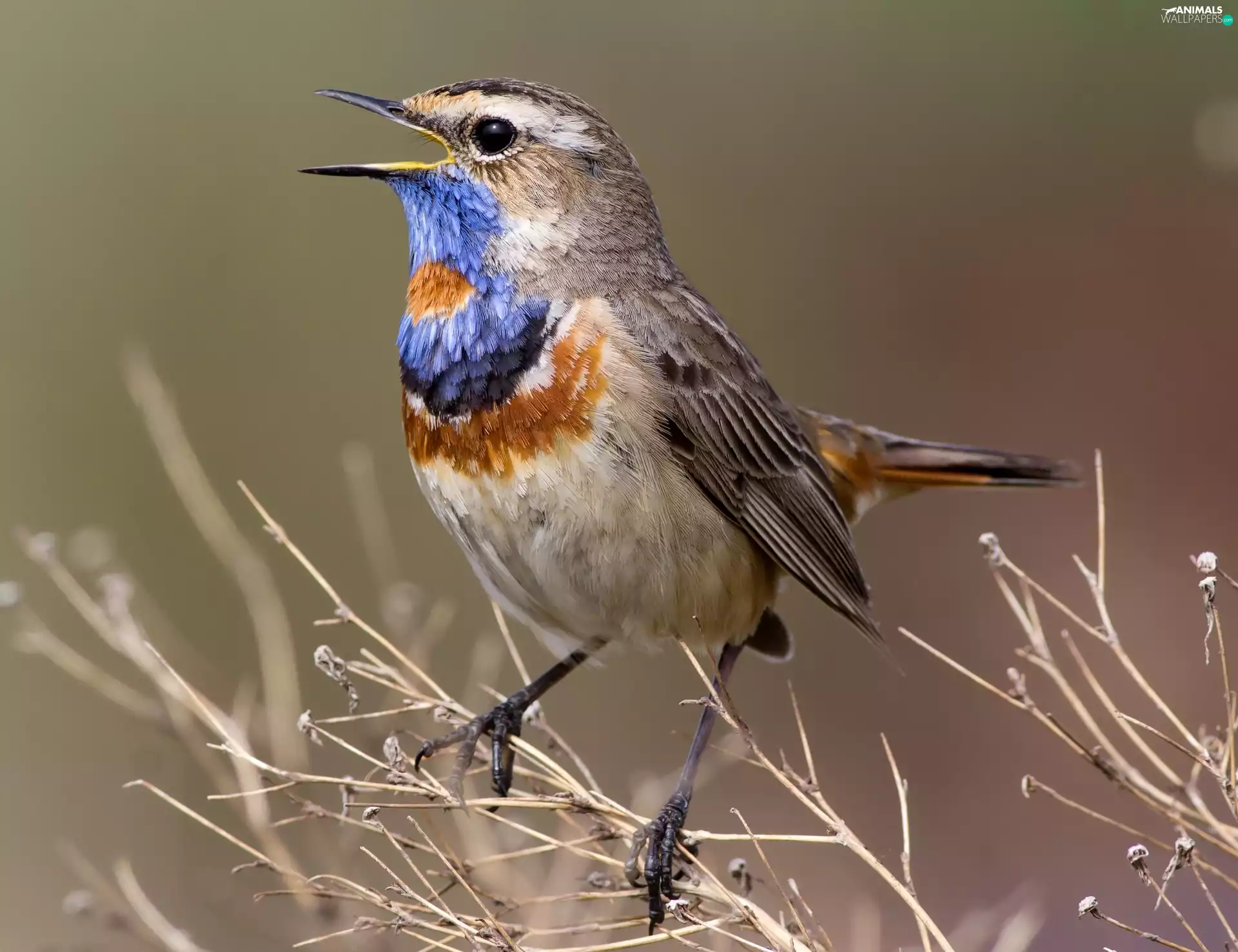 feather, Bird, color