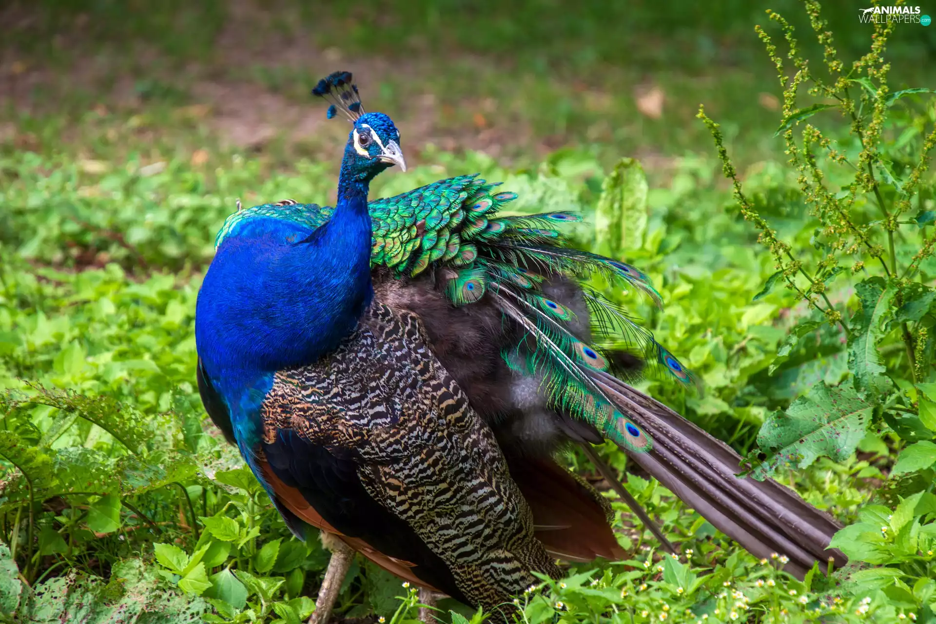 Bird, feather, color, Indian Peacock