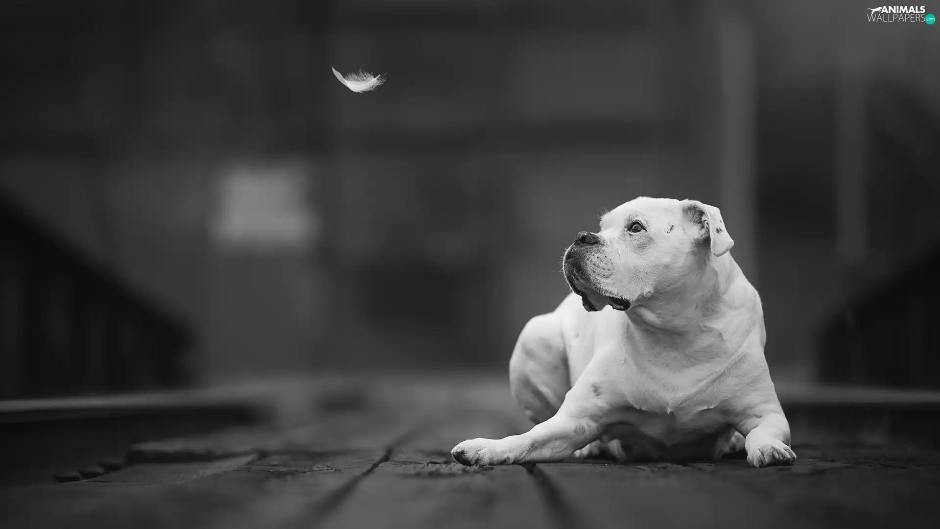 dog, boxer, feather, White