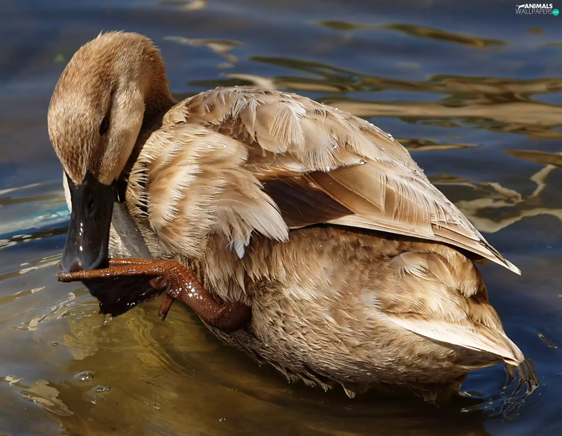duck, paw, water, feather