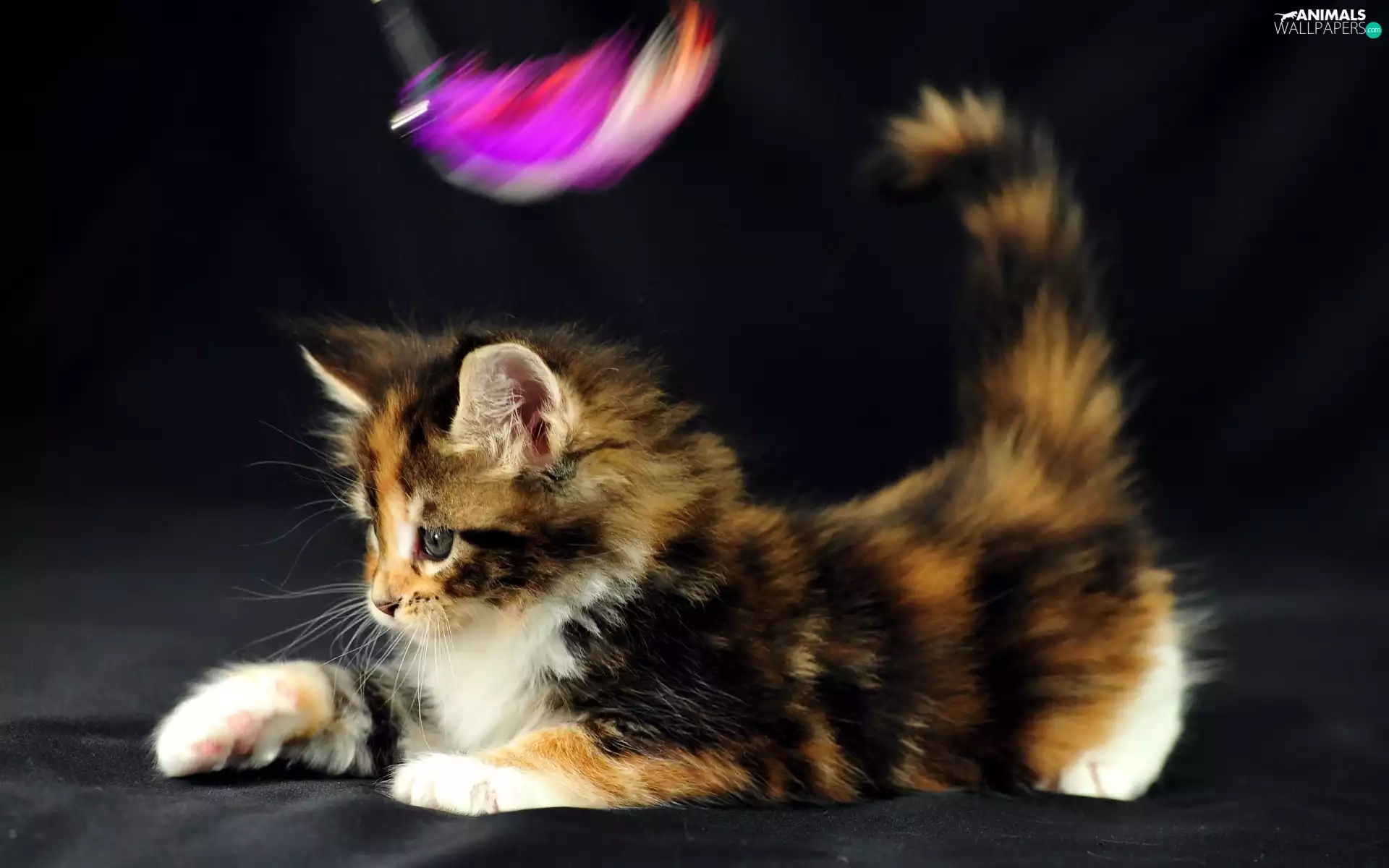feather, small, kitten