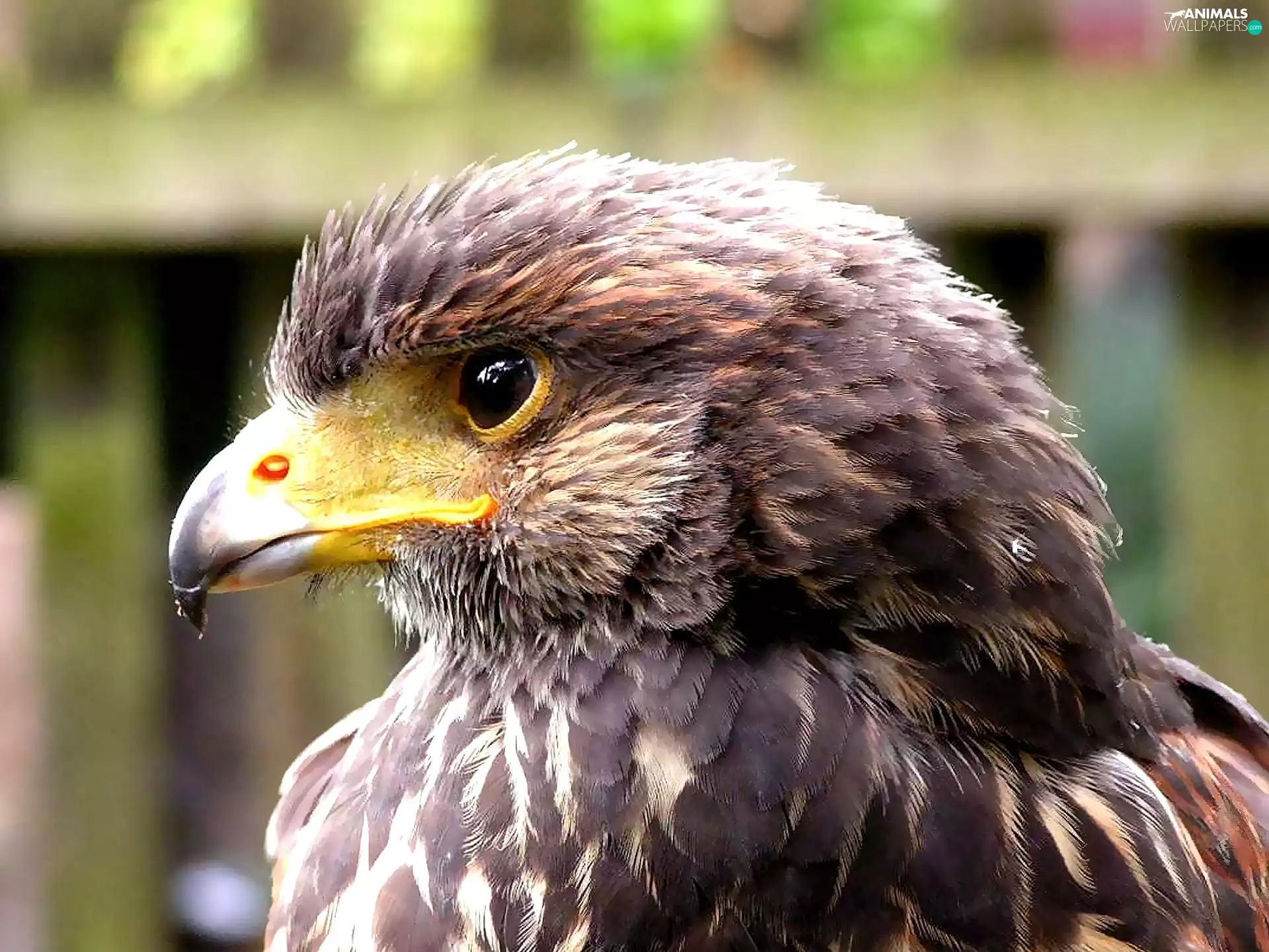 feather, buzzard, nose