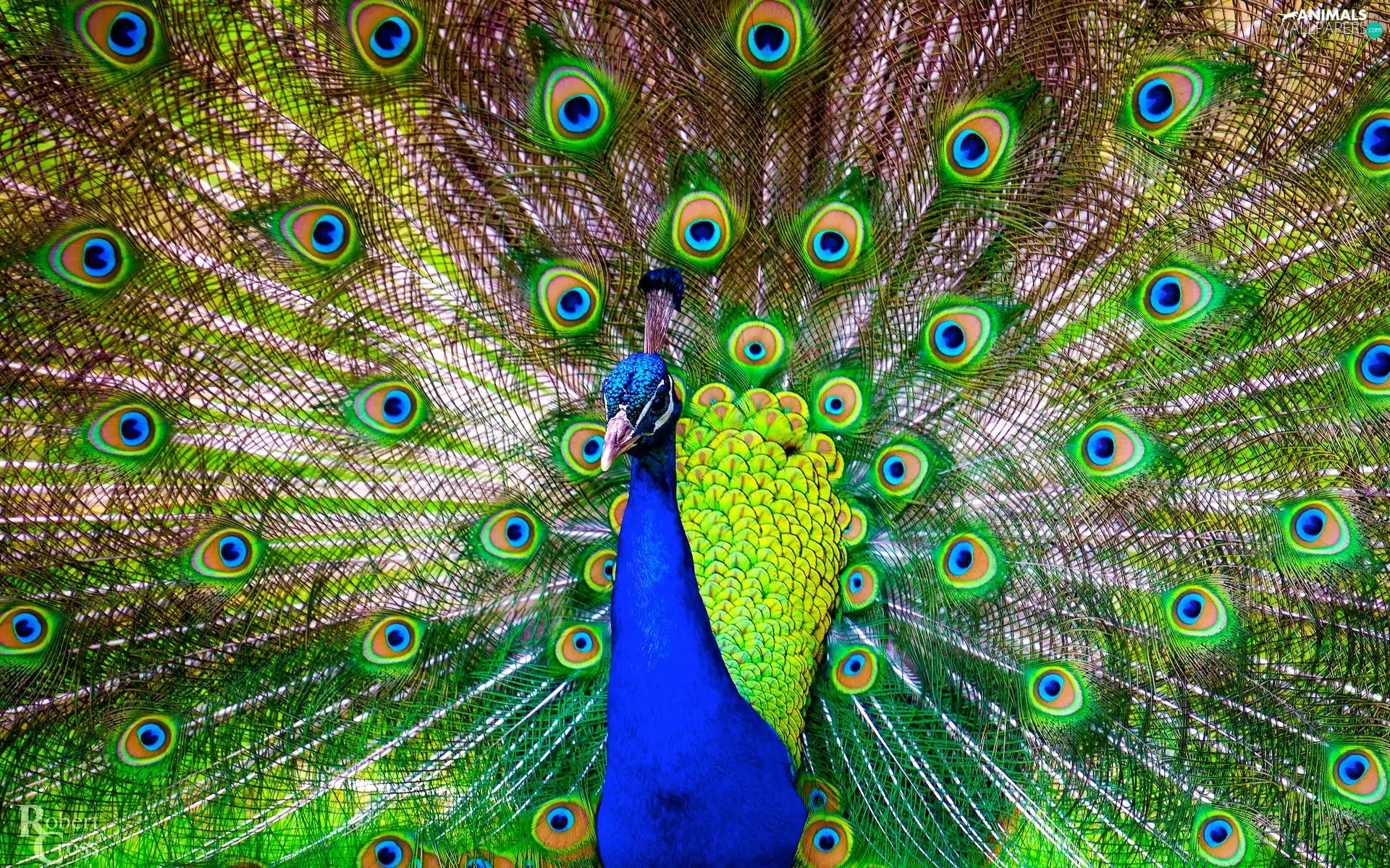 tail, feather, peacock, Outstretched, Bird