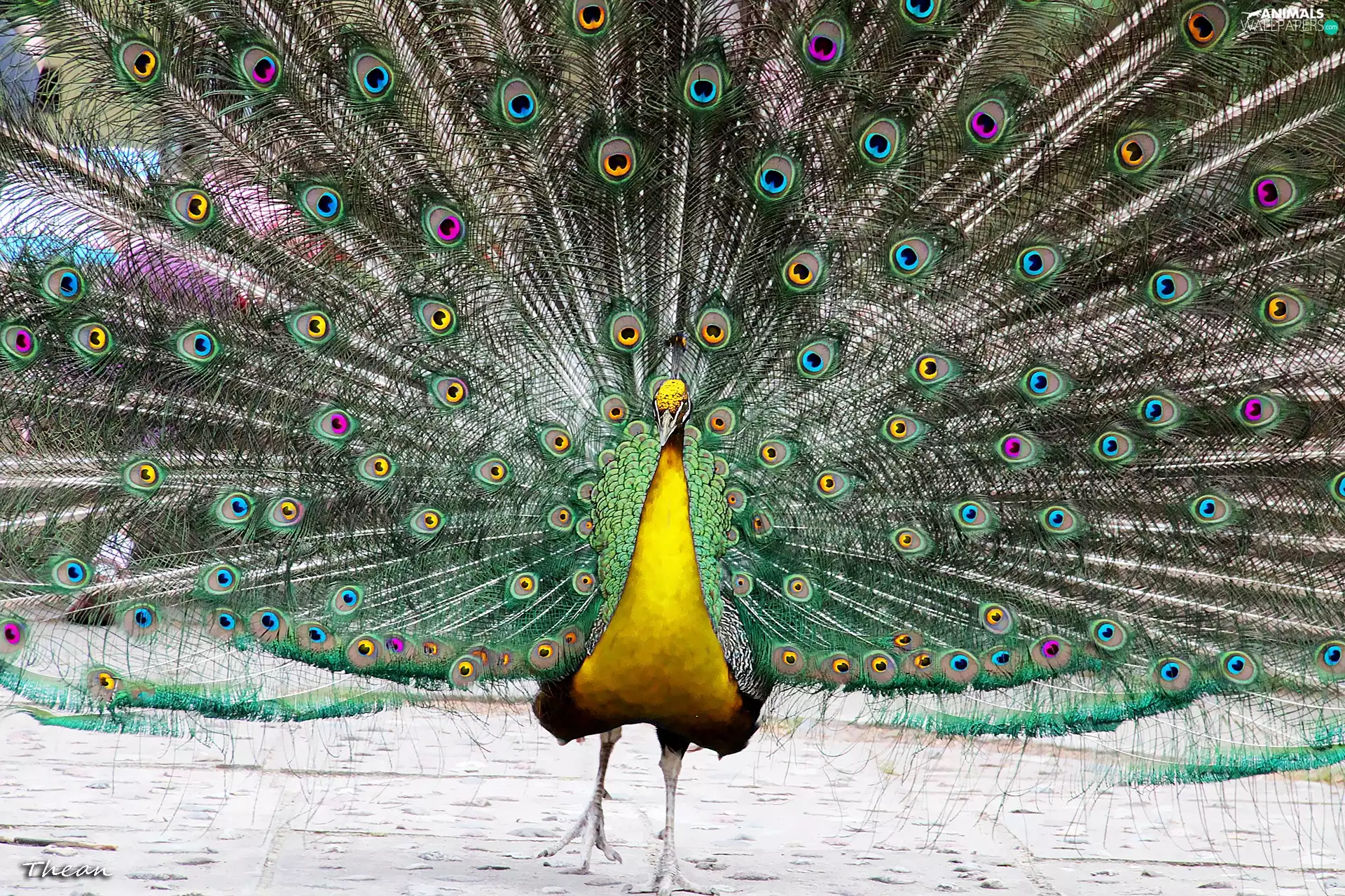 Eyes, feather, peacock, color, Yellow