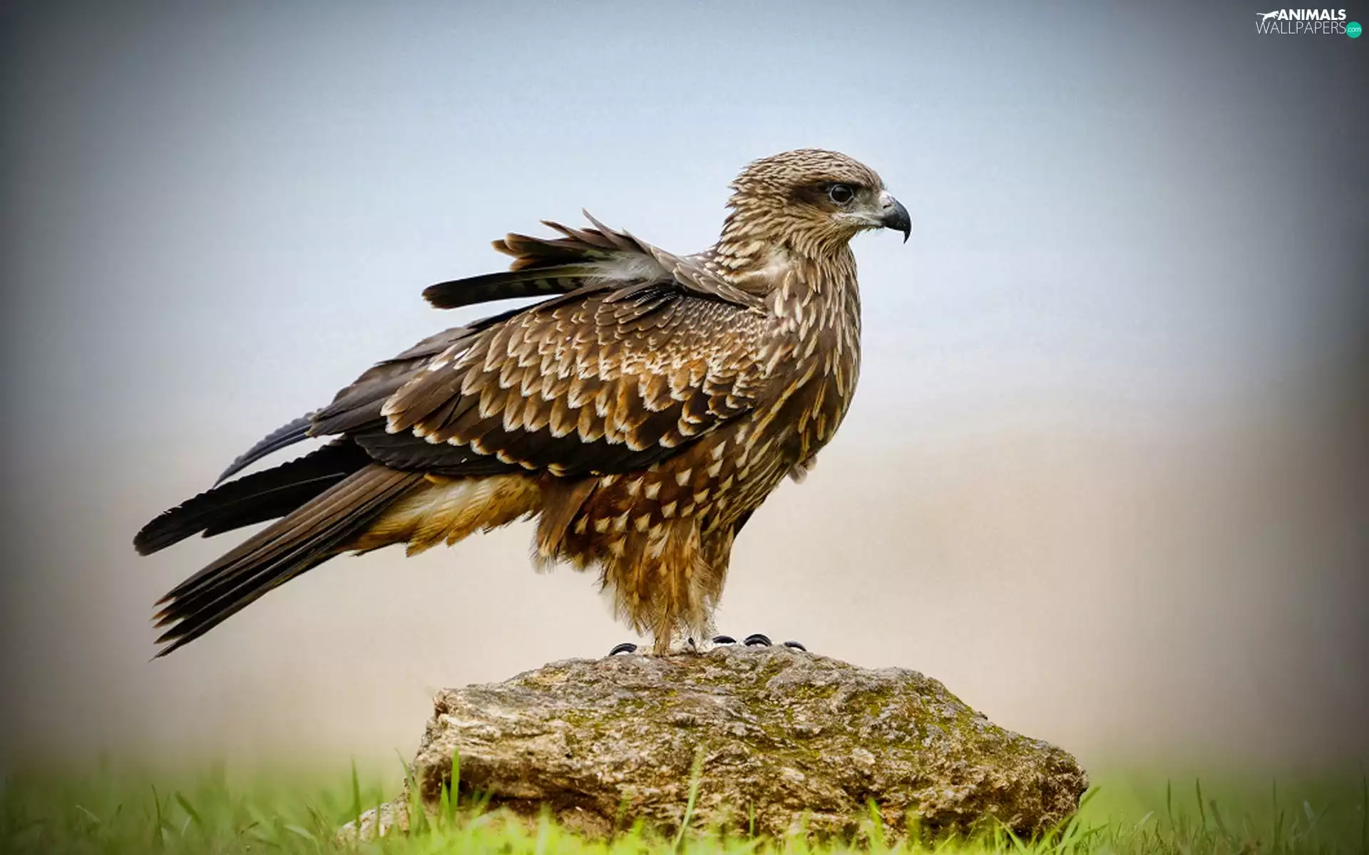 feather, buzzard, Stone