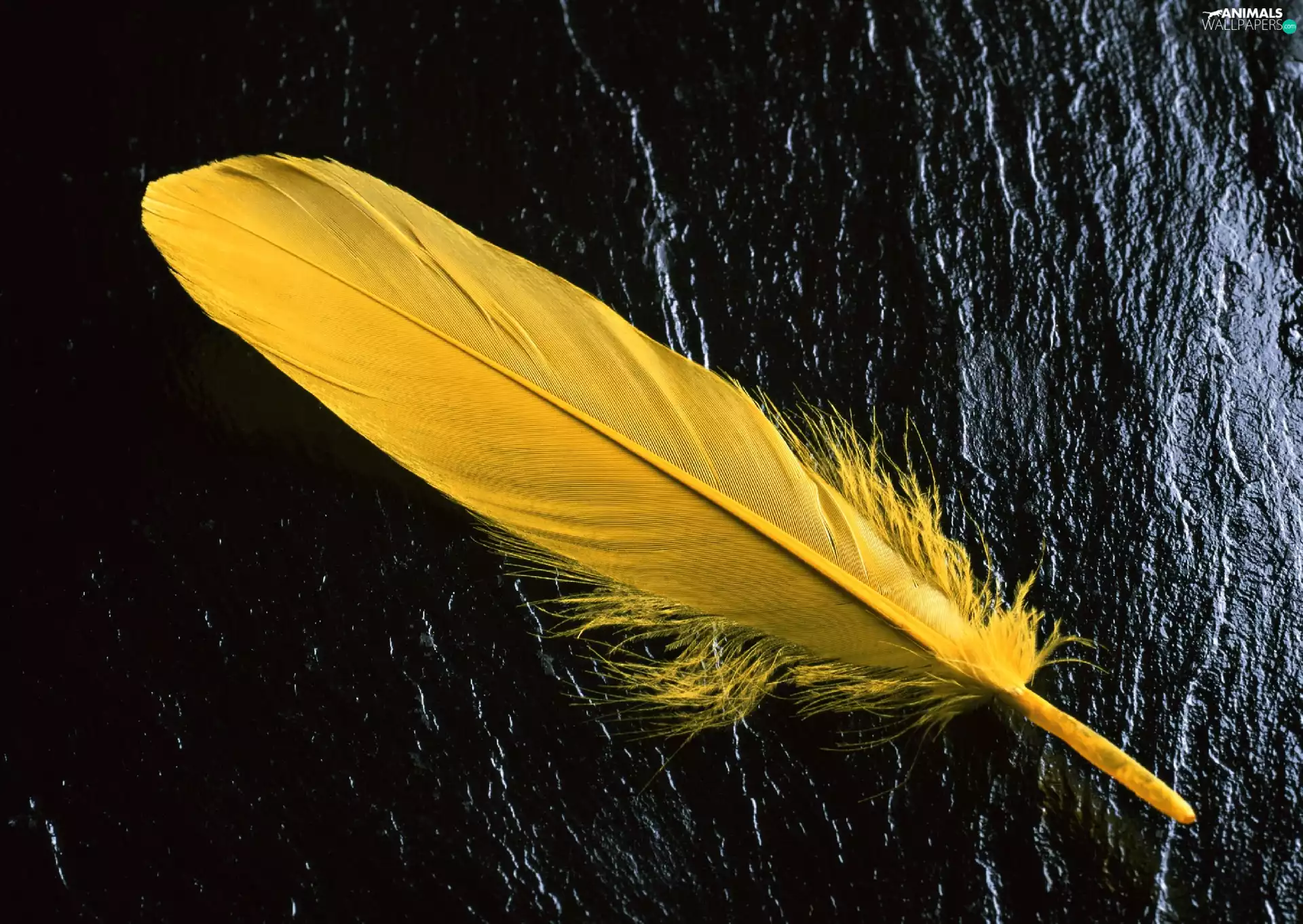 feather