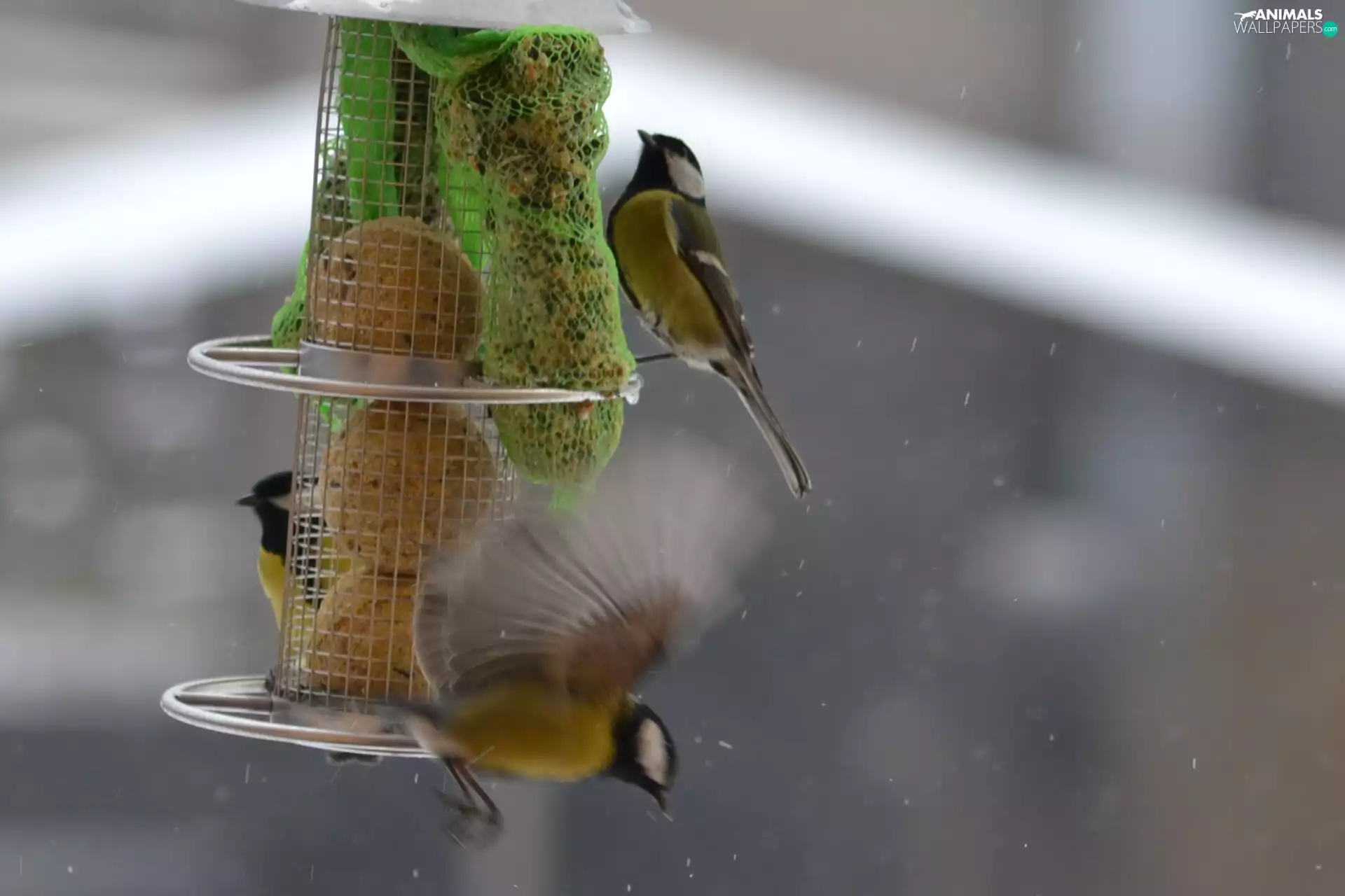 flight, Chickadees, Bird feeder