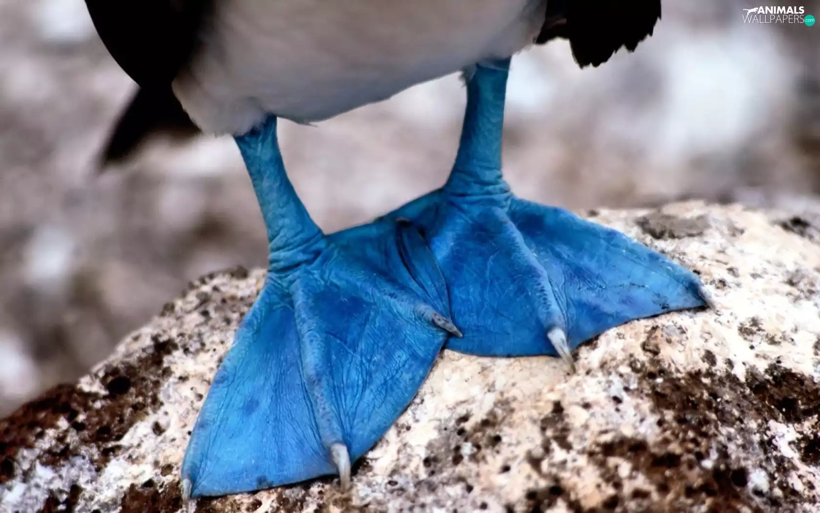 Blue, bird, Stone, feet