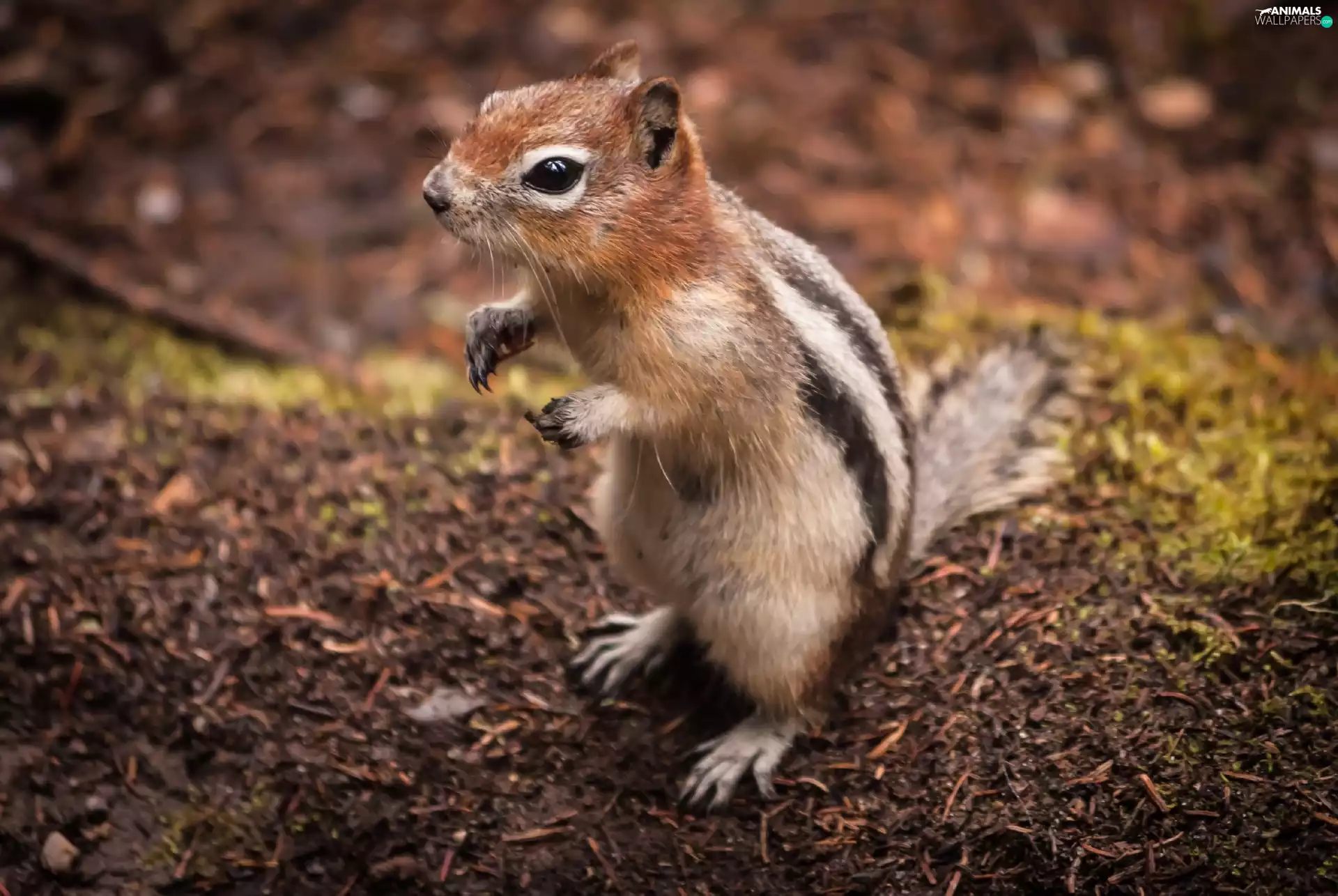 feet, squirrel, Chipmunk
