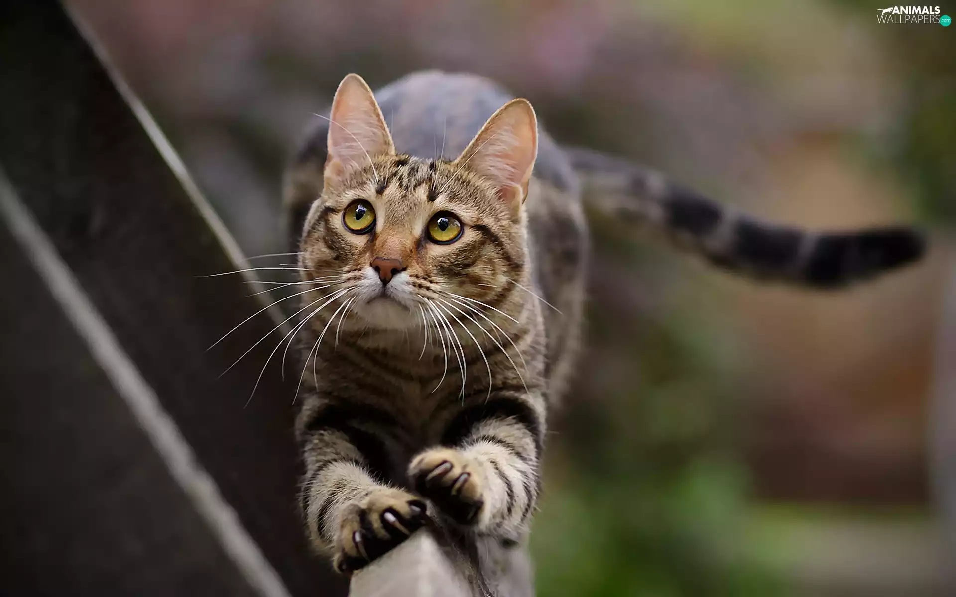 feet, cat, dachshund