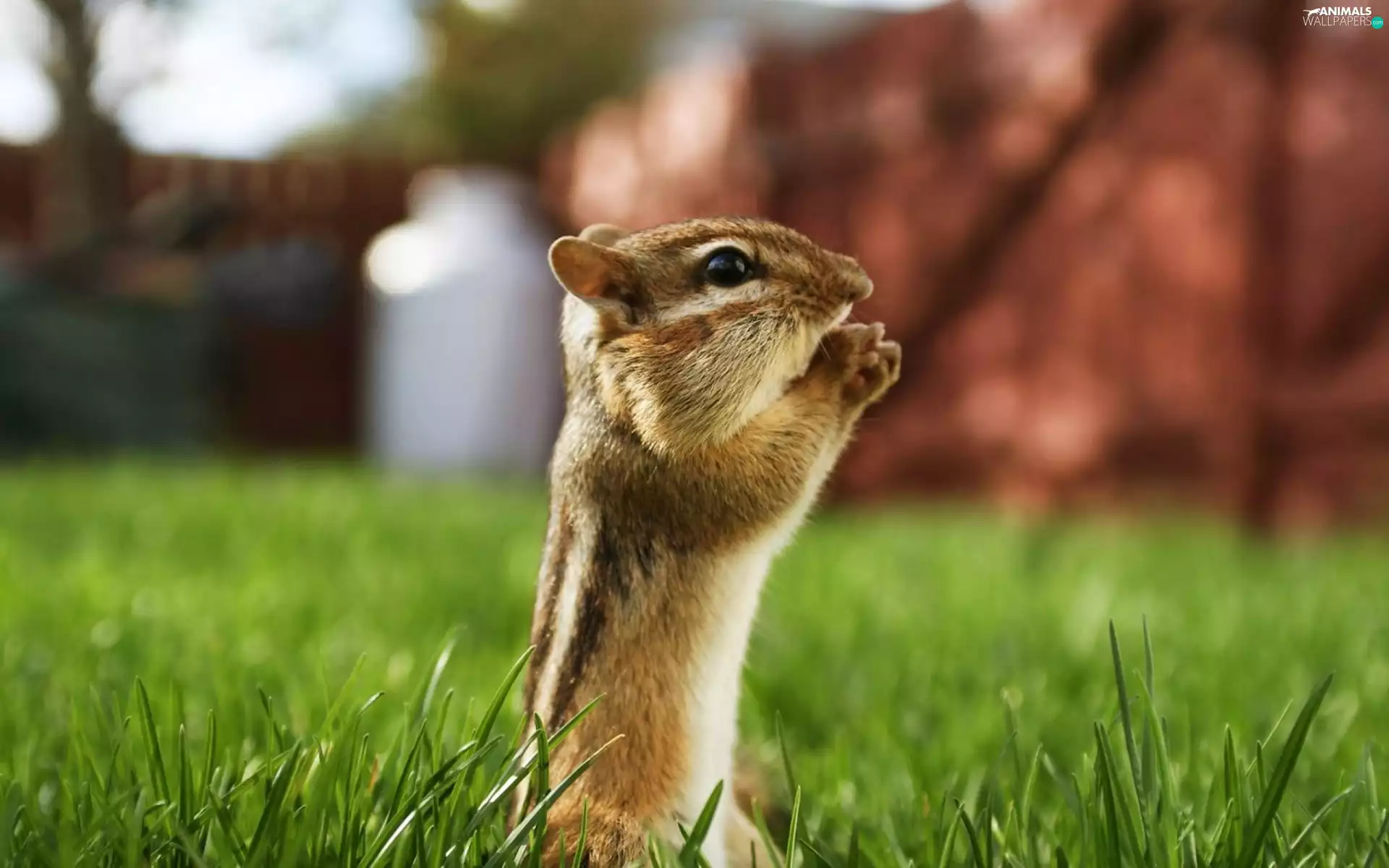 grass, Siberian Chipmunk, feet