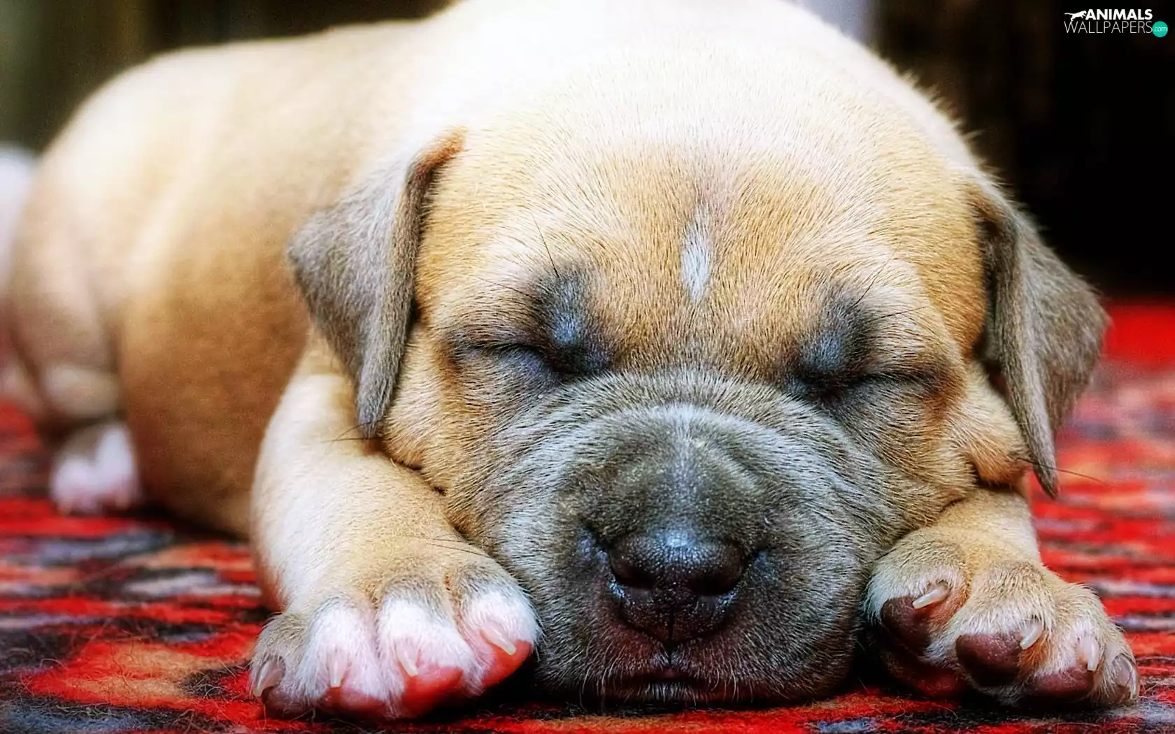 feet, sleepy, puppie