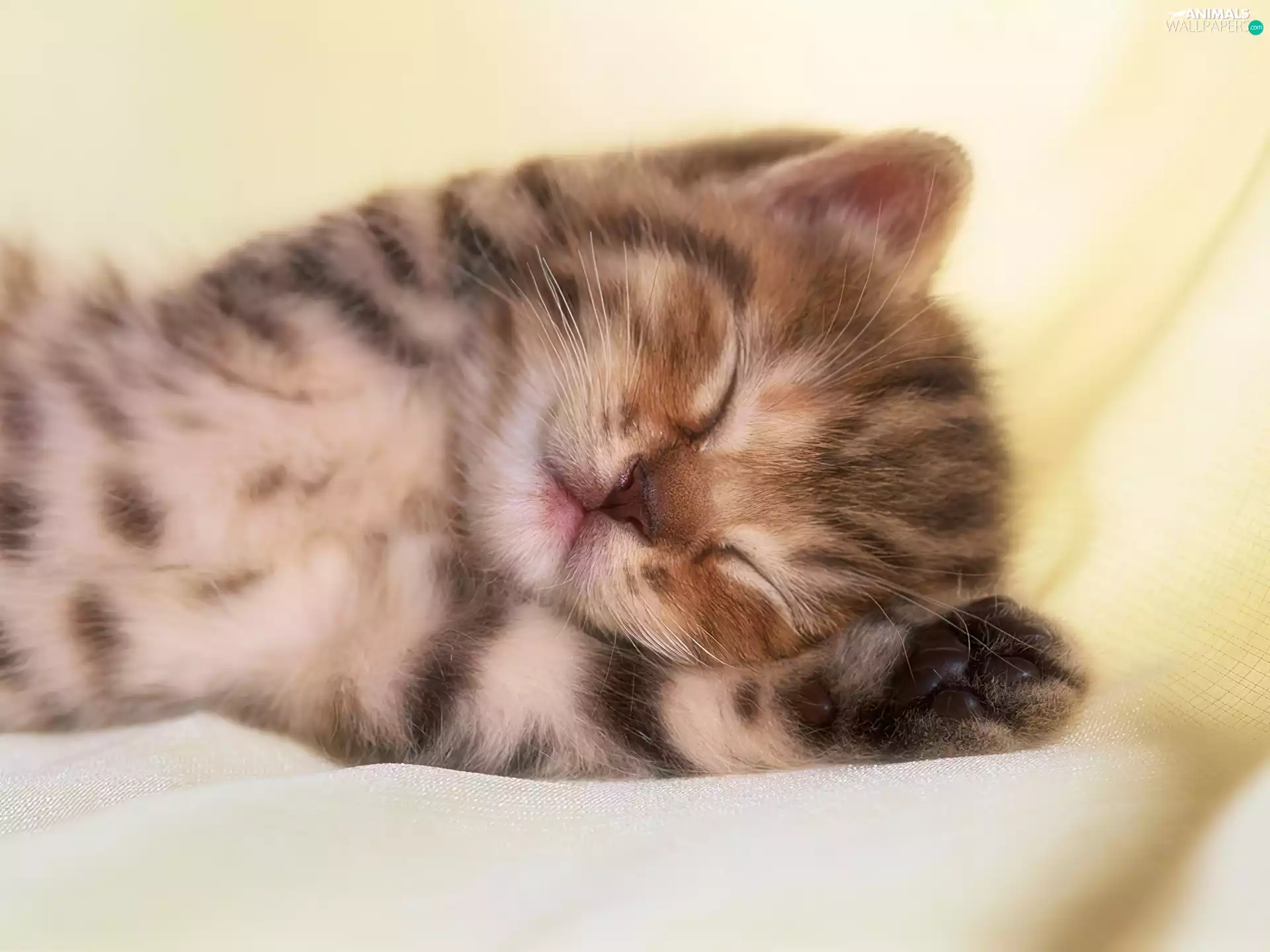 raised, feet, small, kitten, sleepy