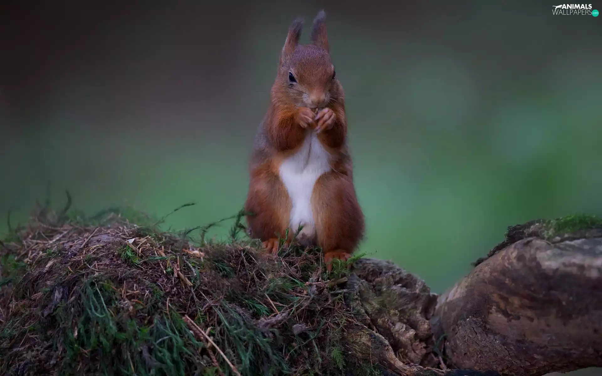 squirrel, Rocks, Plants, feet