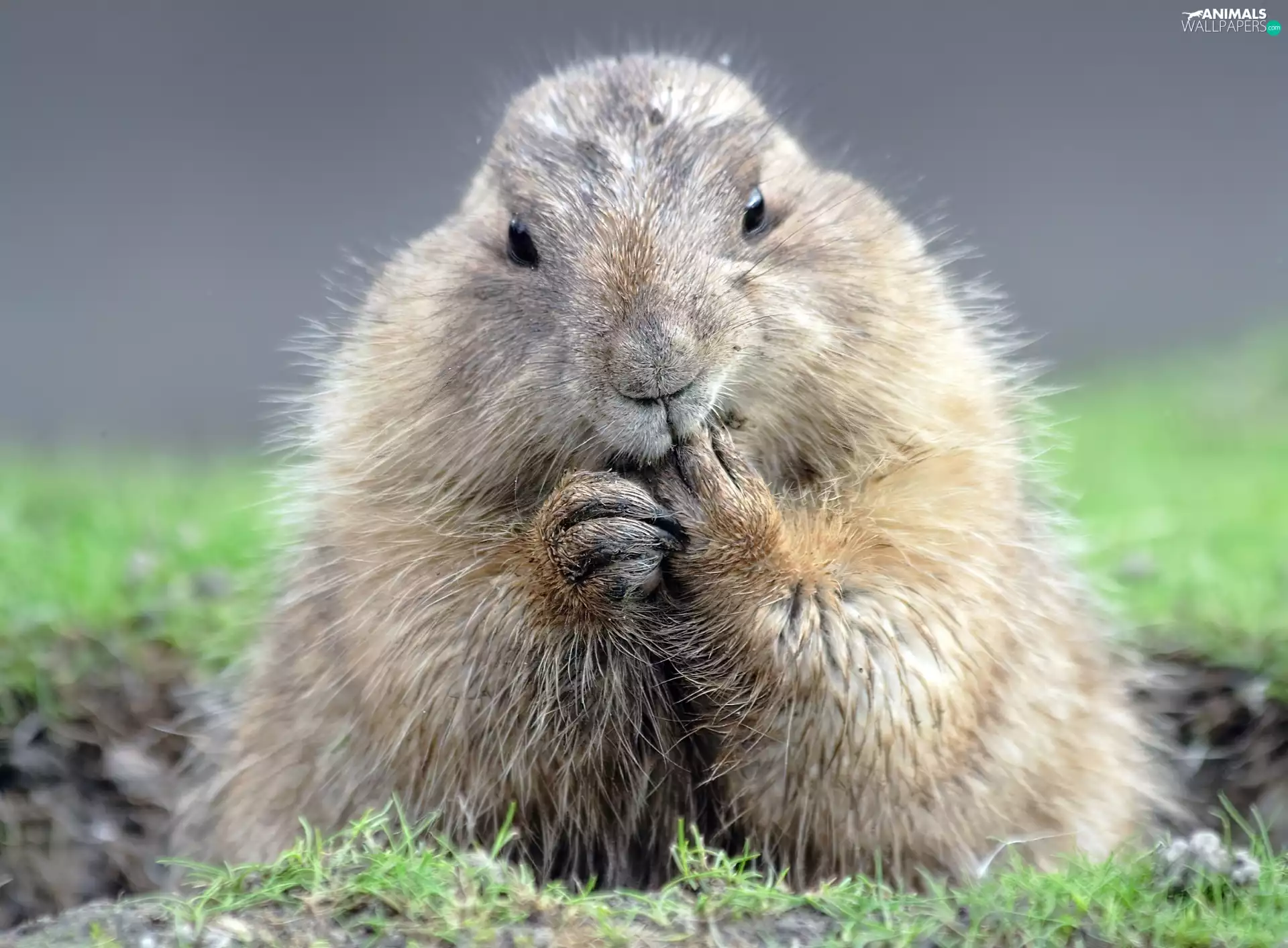 feet, rodent, whistler